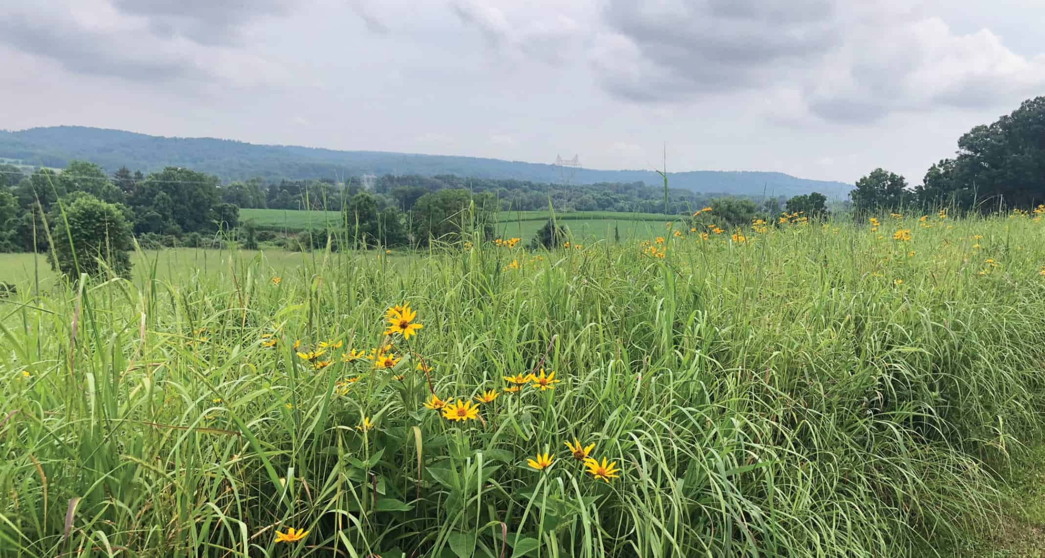 A meadow with some yellow flowers blooming in the foreground.
