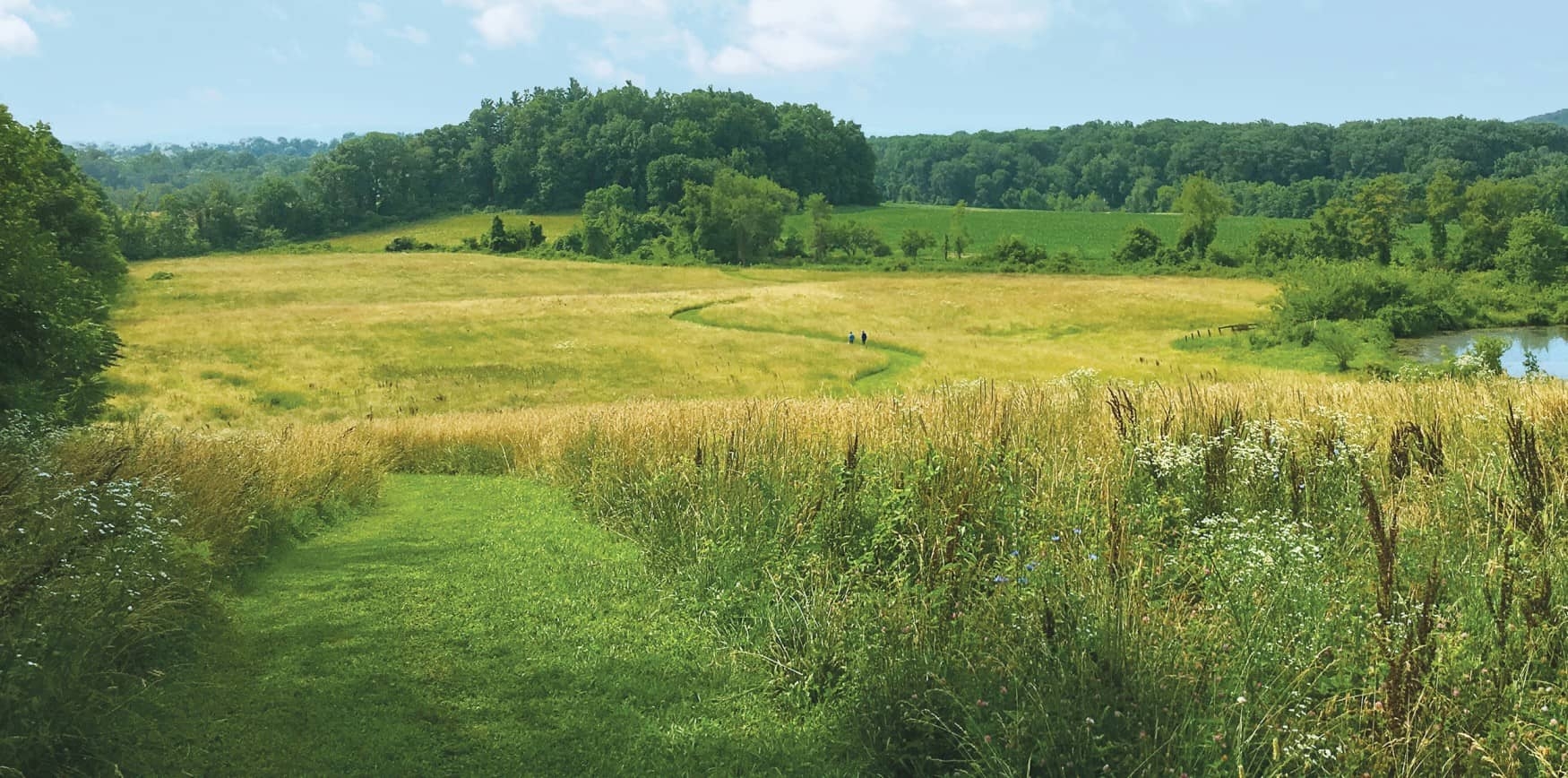 Photo of a trail winding through a meadow with woods in the background and blue skies above