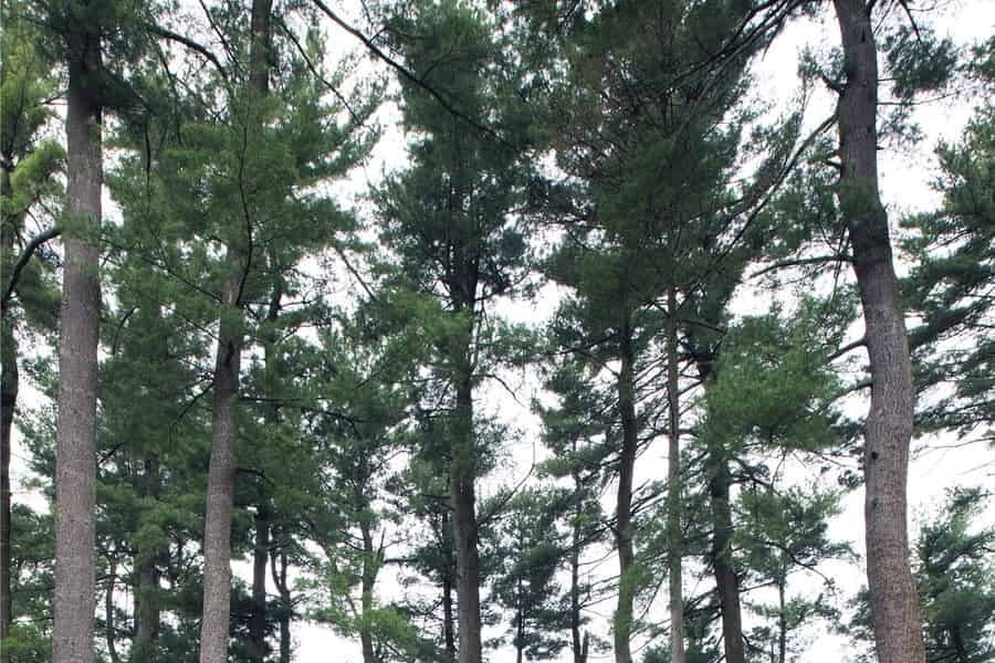 Towering white pine trees.