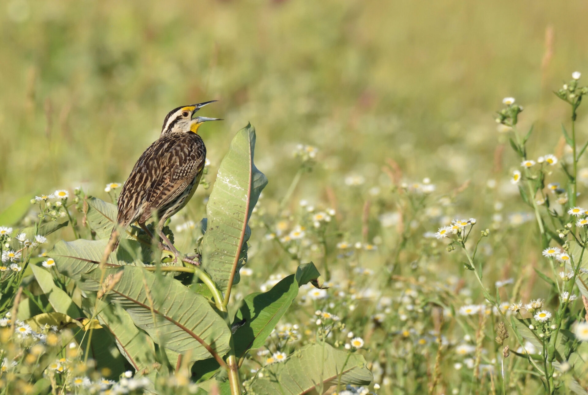 A brown Eastern Meadowlark singing with its mouth open perched on common milkweed in a meadow