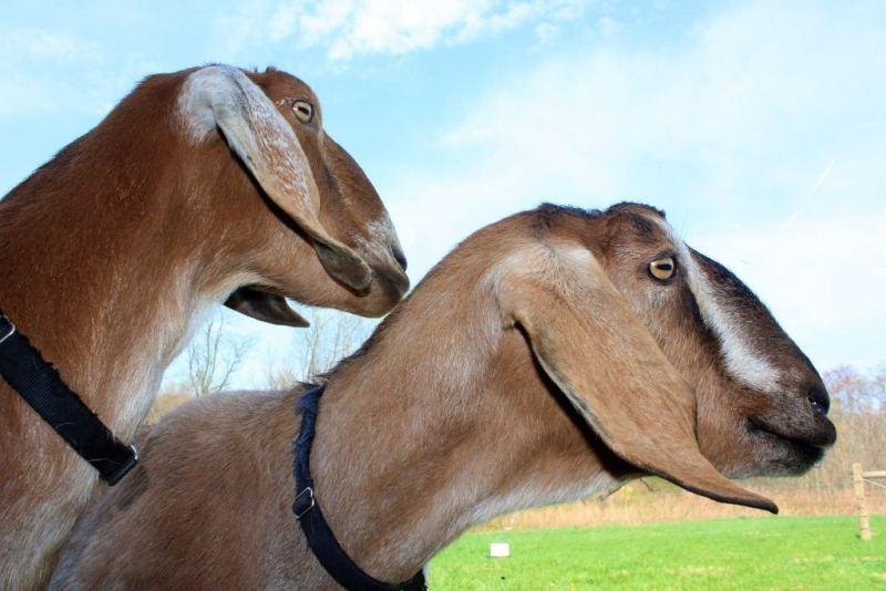 close up of 2 brown goats against a bright blue sky