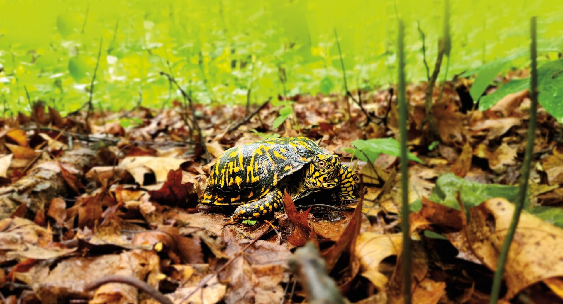 An eastern box turtle crawling through leaf litter on the forest floor