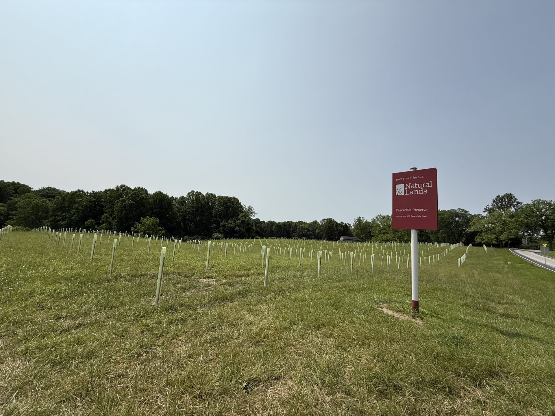 A dark red Peacedale Preserve sign in a field newly planted with tiny seedlings in protective tree tubes.