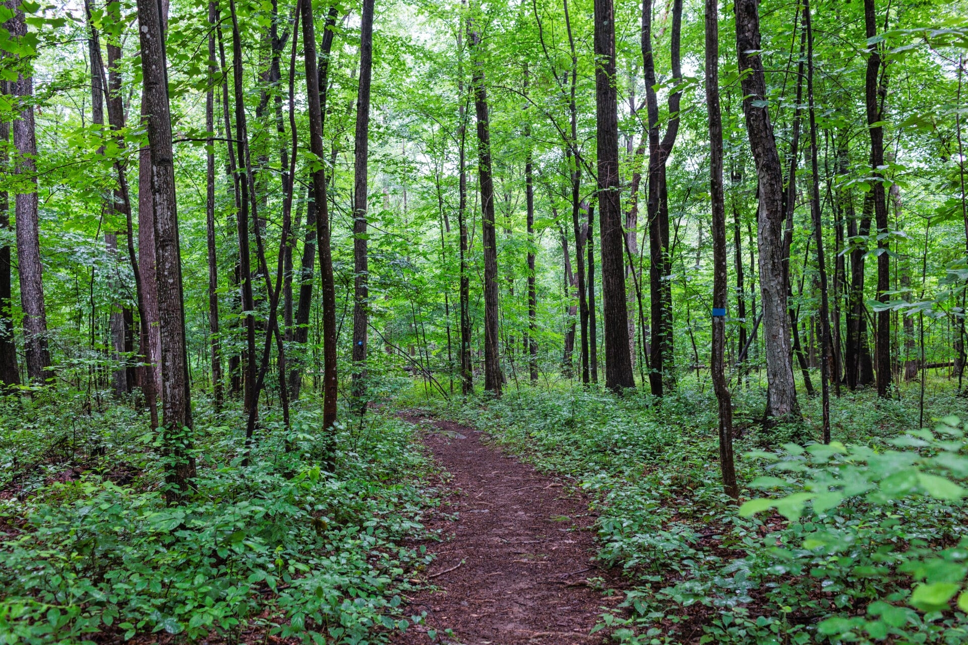 A dirt trail cutting through a forest with lush, green leaves. - A trail through the woods at Meng Preserve.
