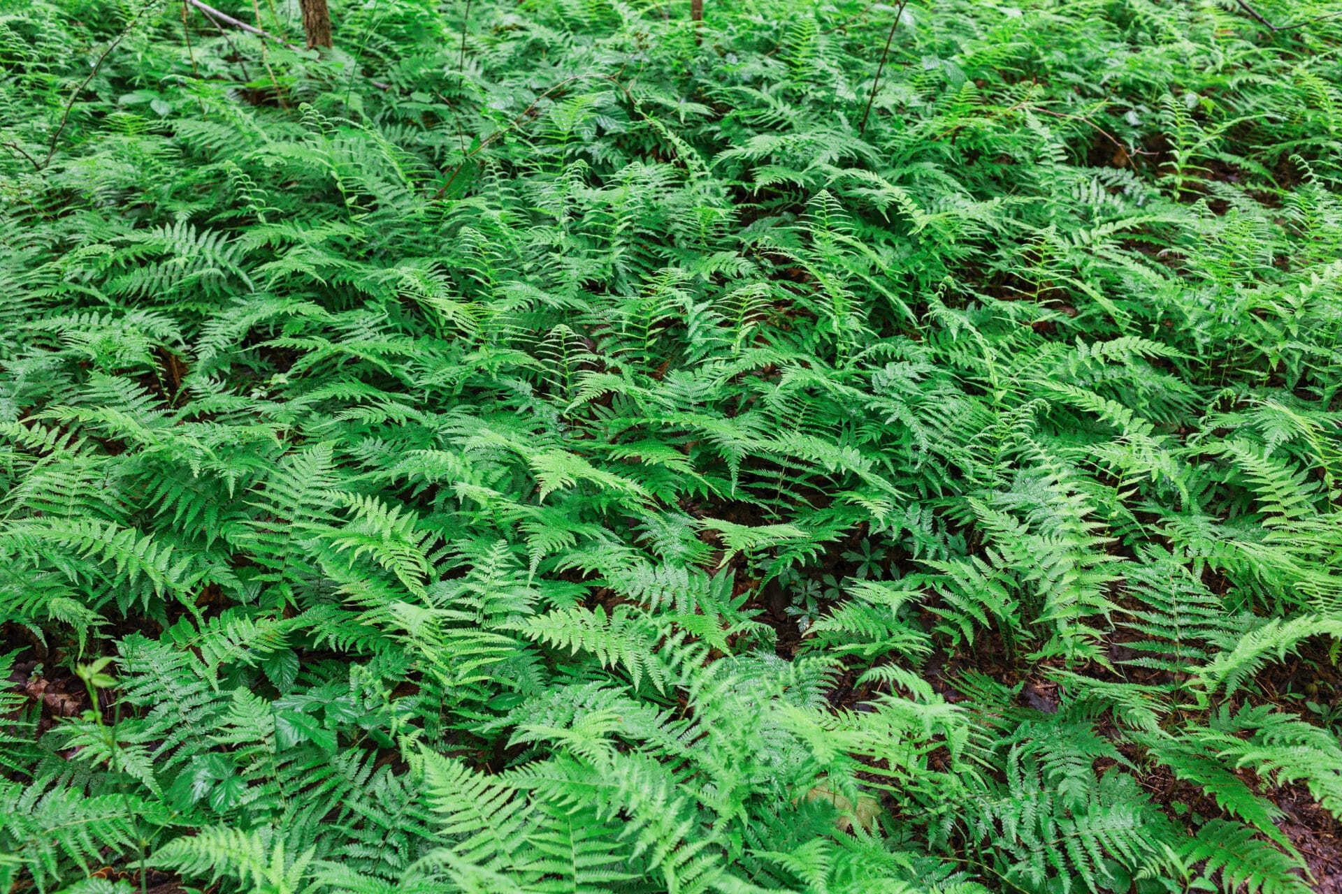 A mass of ferns with green leaves covering the ground. - A lush carpet of ferns at Meng Preserve in late spring. 
