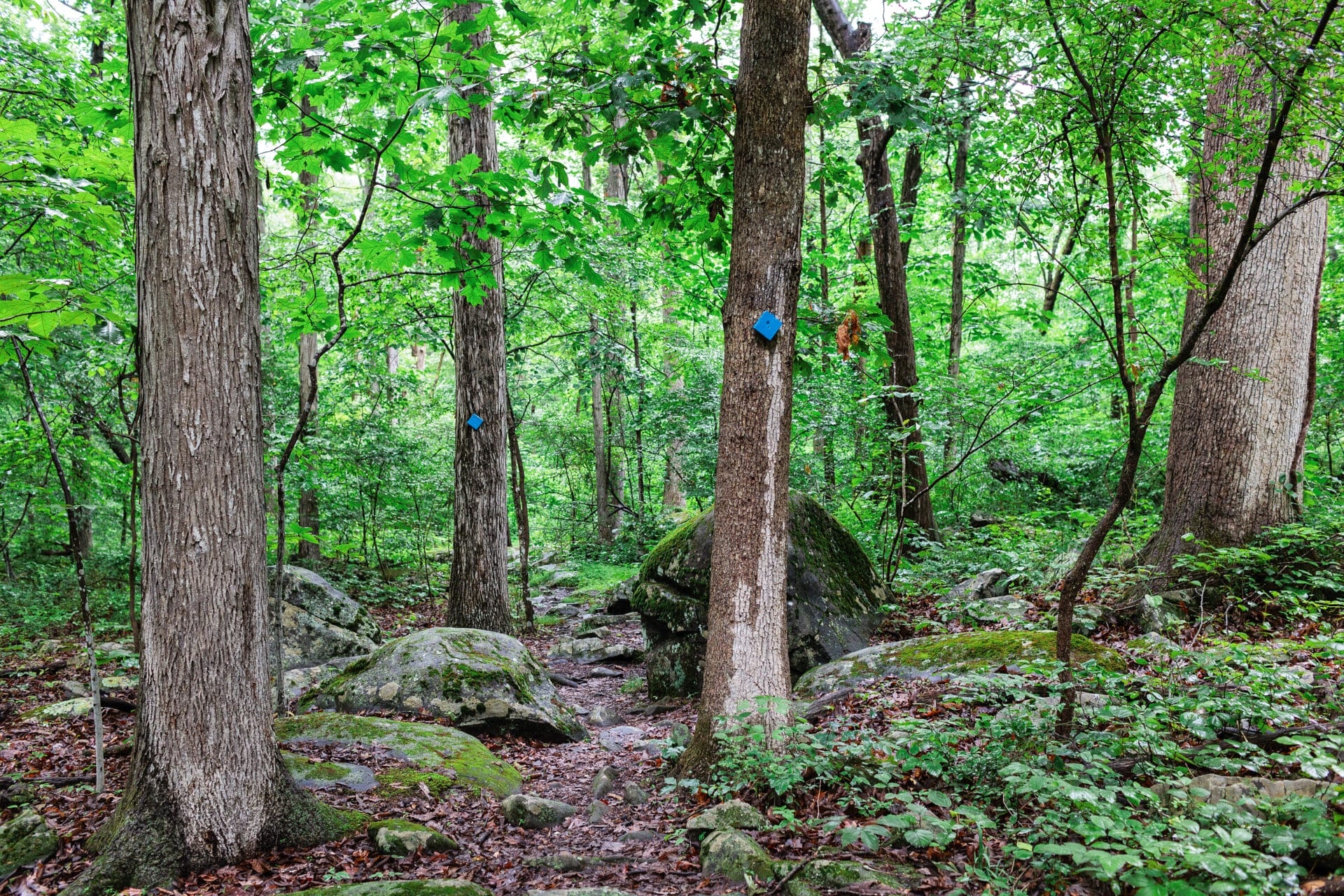 Large rocks surrounded by trees in a forest. - Diabase rocks in the forest at Meng Preserve in late spring. 
