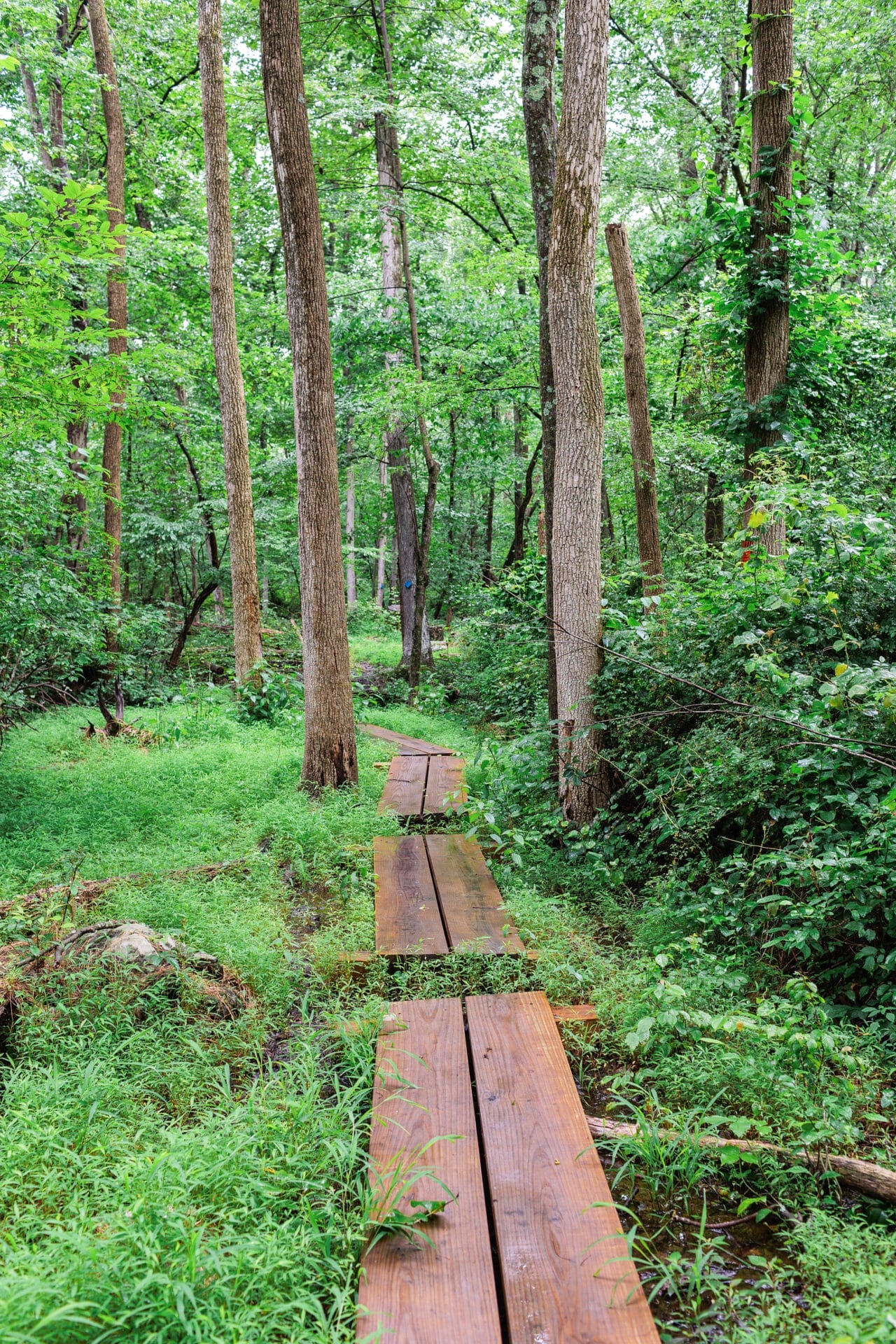 Wood planks form a boardwalk through a marshy area in a green forest. - A boardwalk leads the way through a wetlands area at Meng Preserve in spring. 
