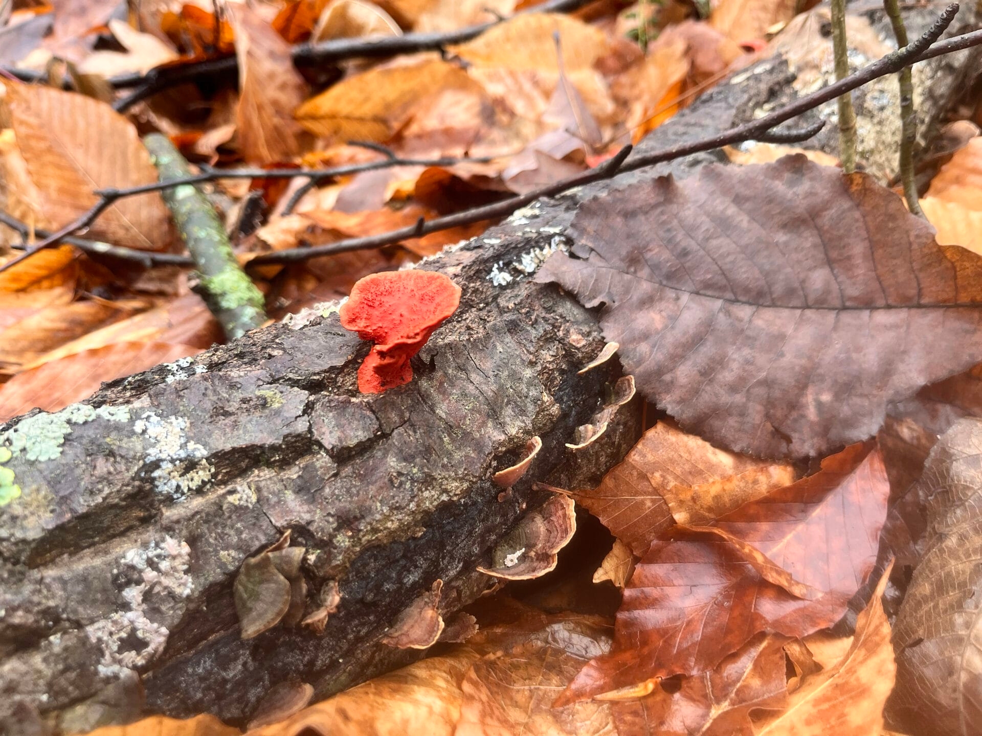 A fallen tree with lichens and mushrooms on it surrounded by yellowish-brown fallen leaves. - Mushrooms on a fallen tree at Meng Preserve in fall.
