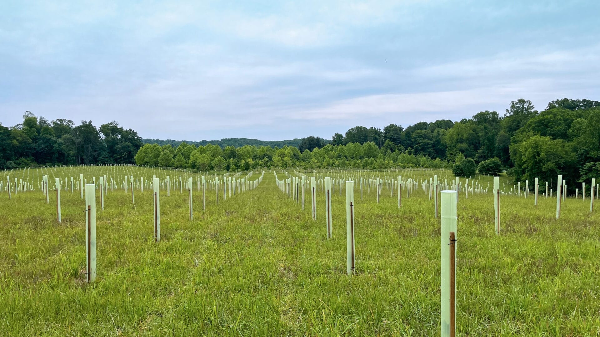 a landscape showing rows of plastic tubes sticking out of the ground - As they mature, the native trees planted at Peacedale will help filter out sediment and other pollutants, reduce erosion, and slow stormwater to prevent flooding.
