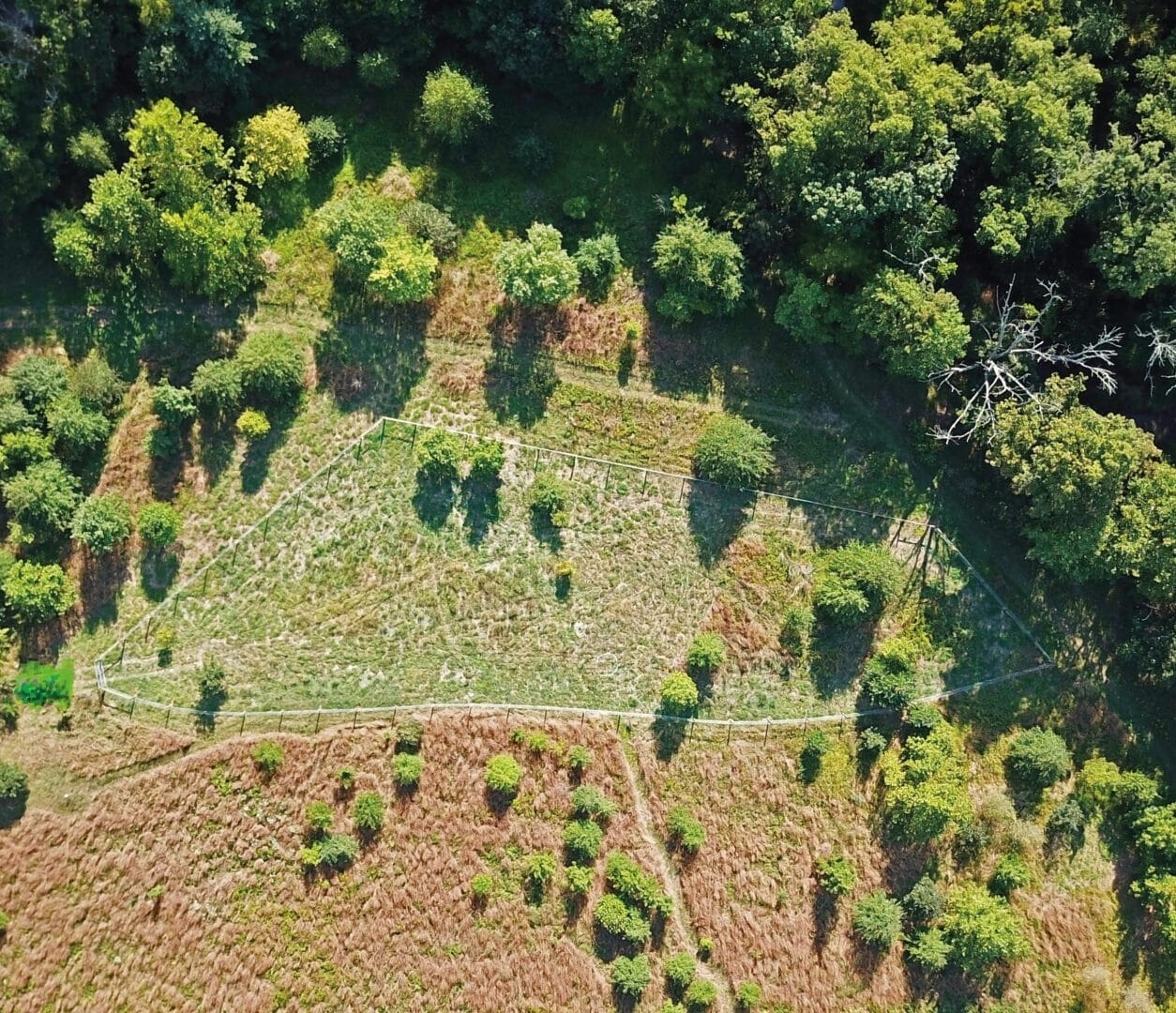 aerial view of a fenced in planting area surrounded by trees