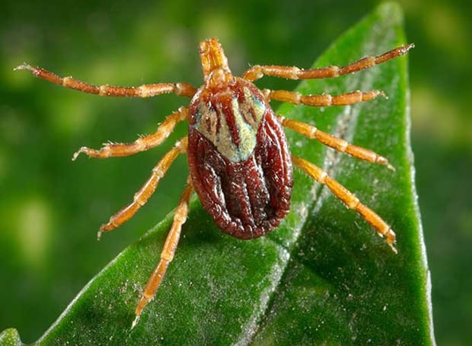 Gulf Coast tick close up on green leaf