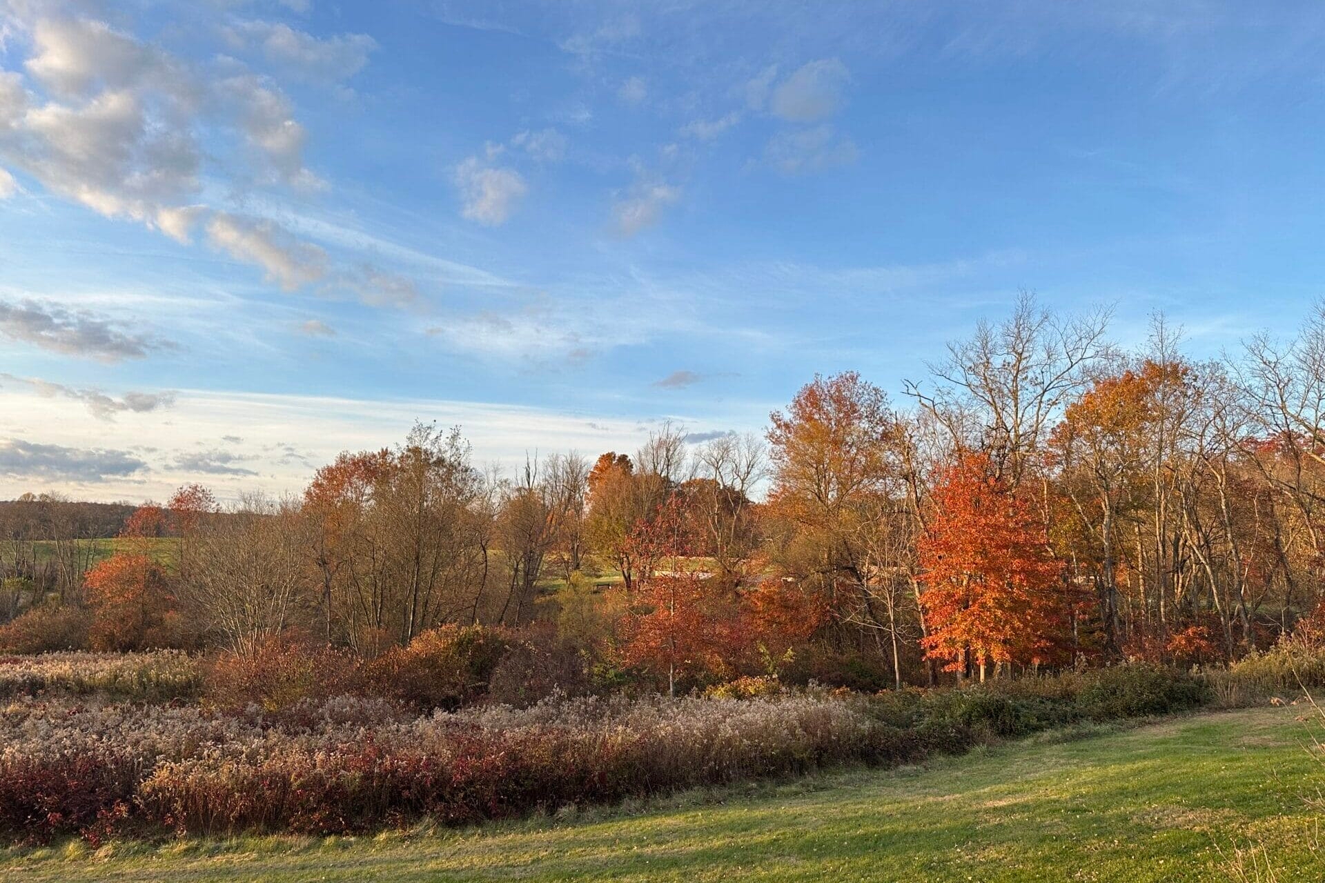 Late fall color on oak trees under a blue sky.