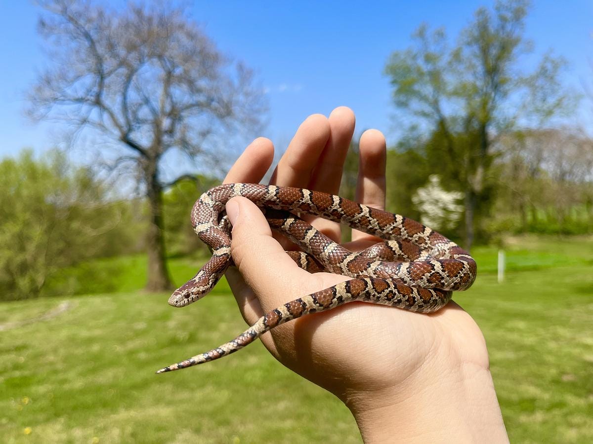 Sssensational Snakes of PA