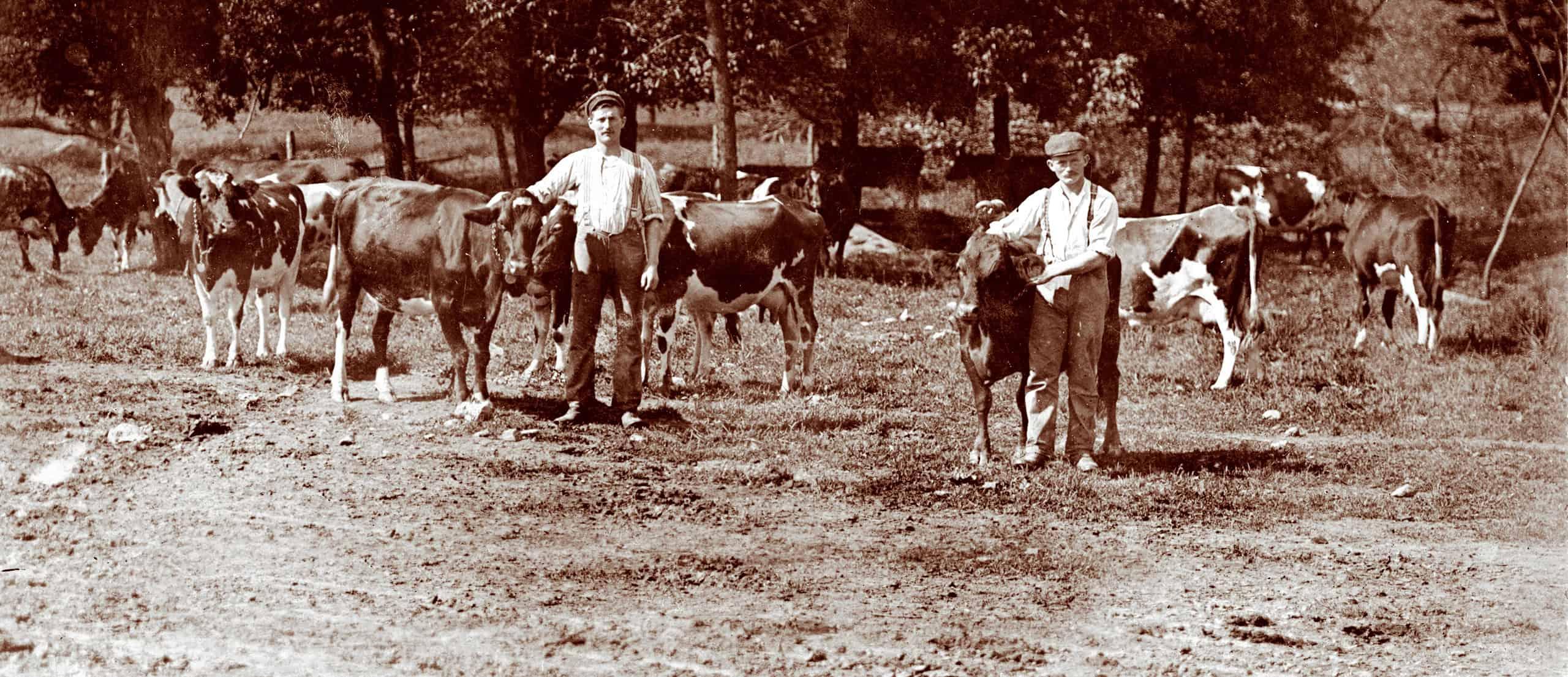 Old photograph of two men and a herd of cows standing at the edge of a field