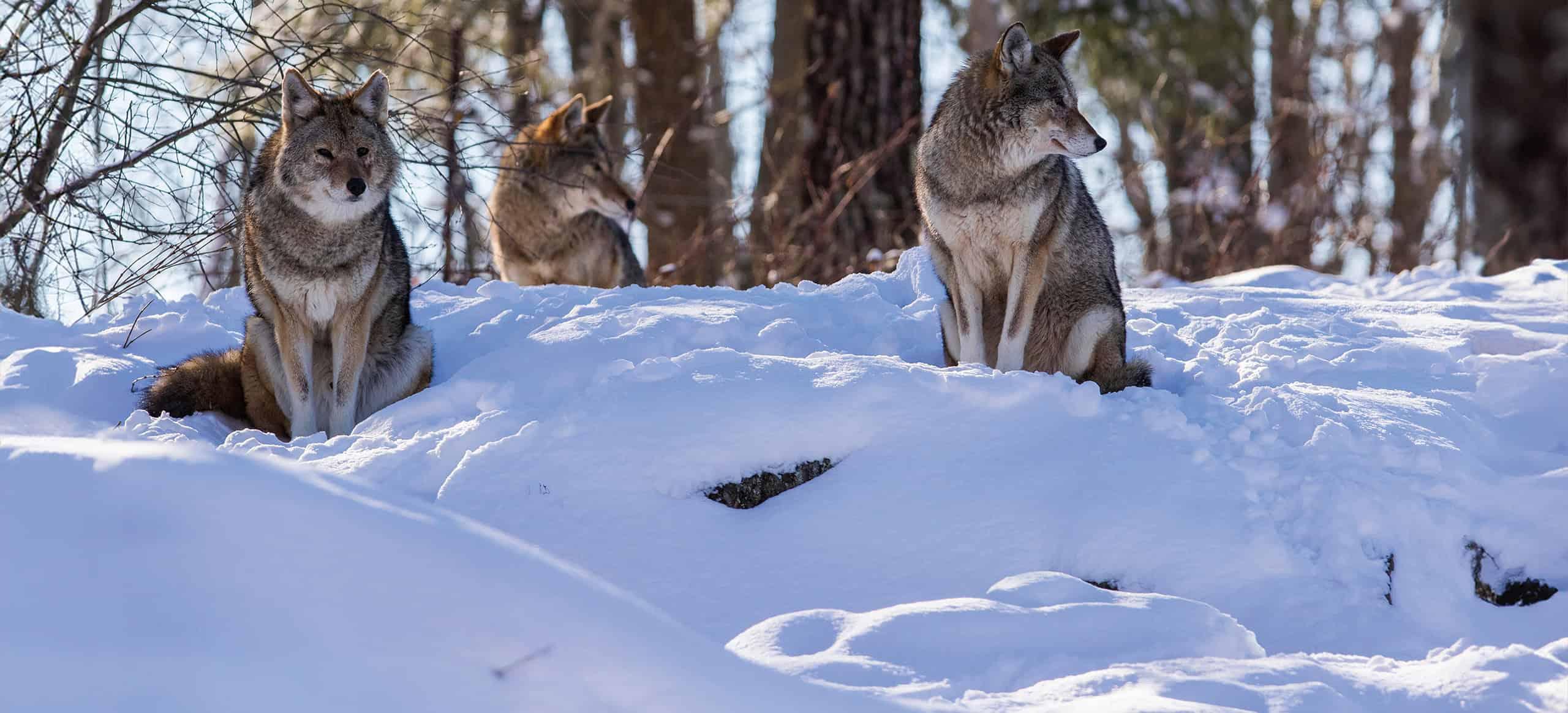 A pack in the snow