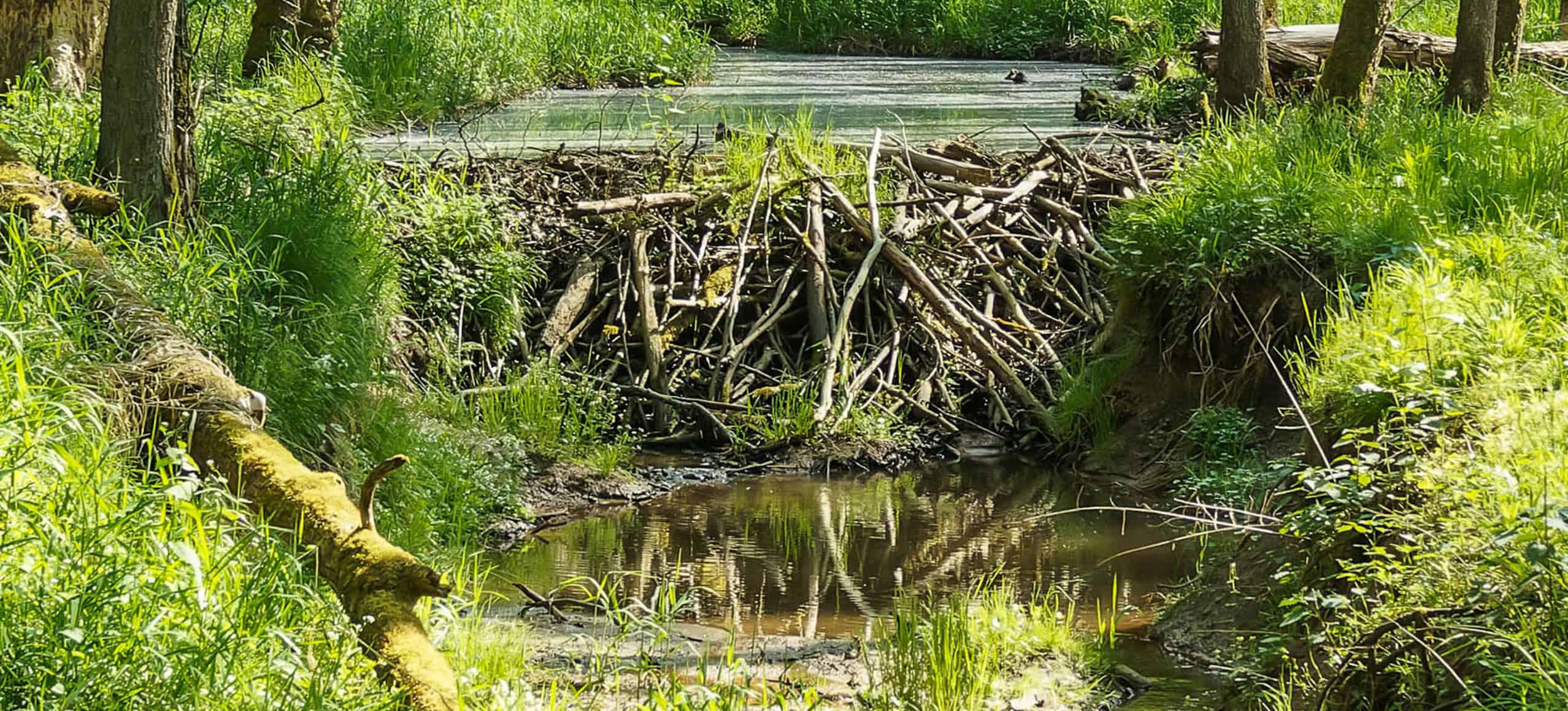 A beaver dam