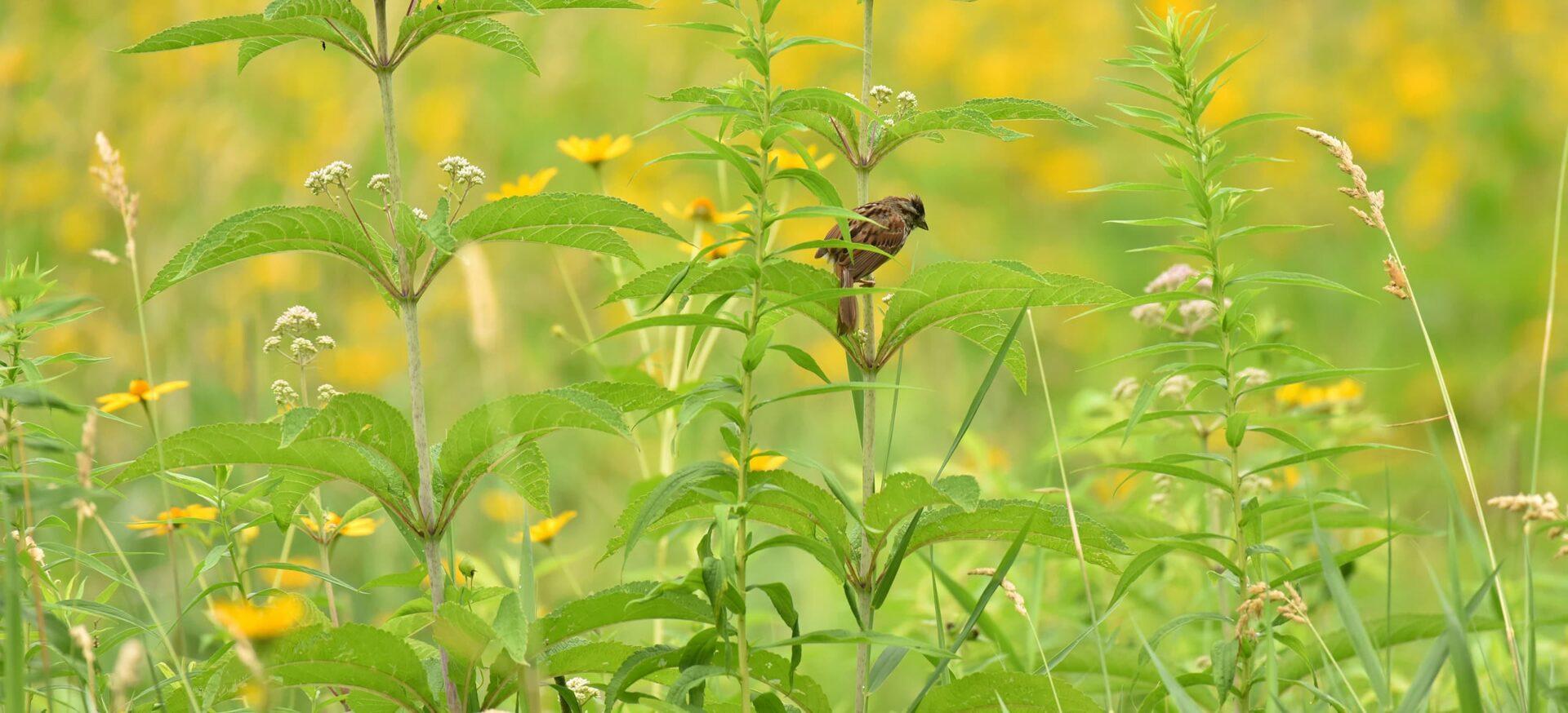 small brown bird perched on a stem in the middle of some green meadow plants