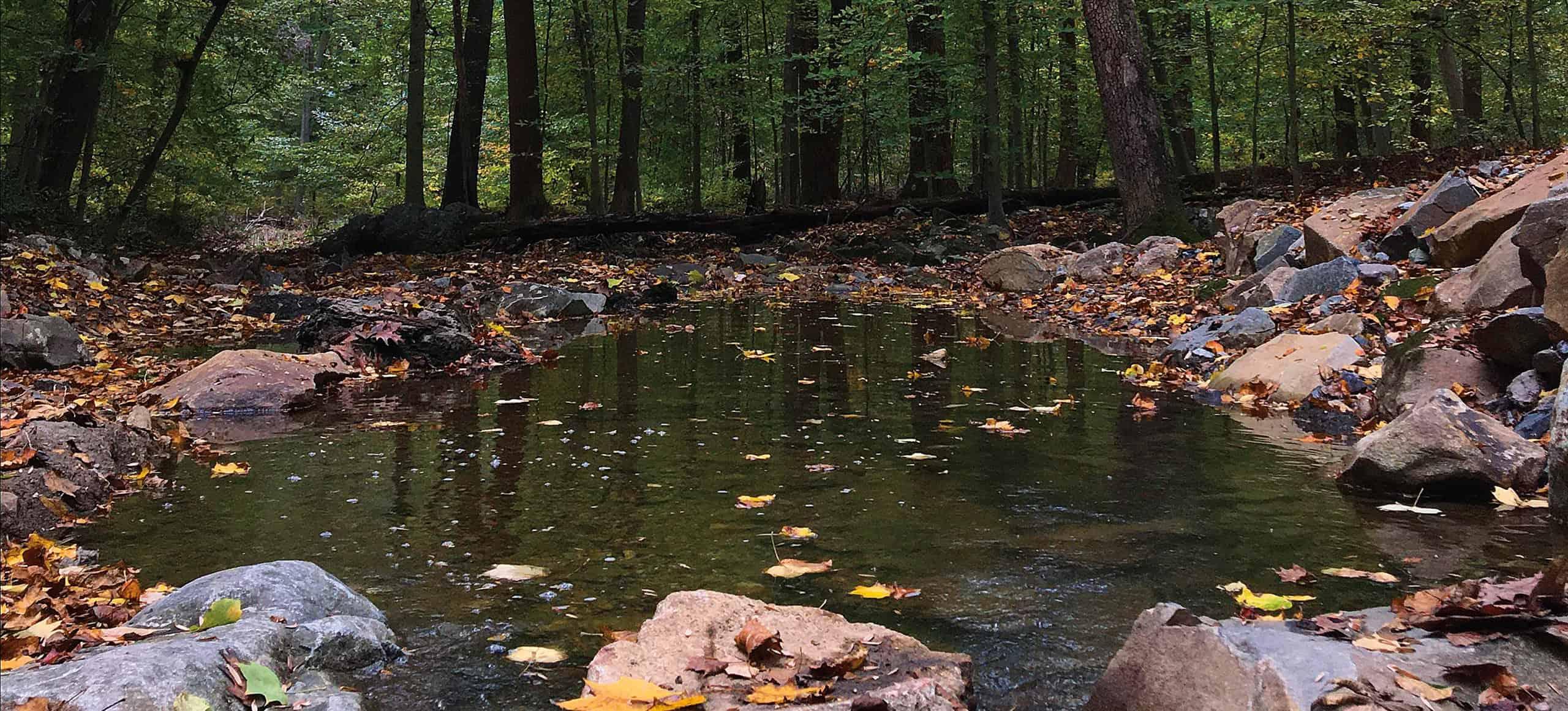 a rocky creek with fallen dead leaves around its perimeter