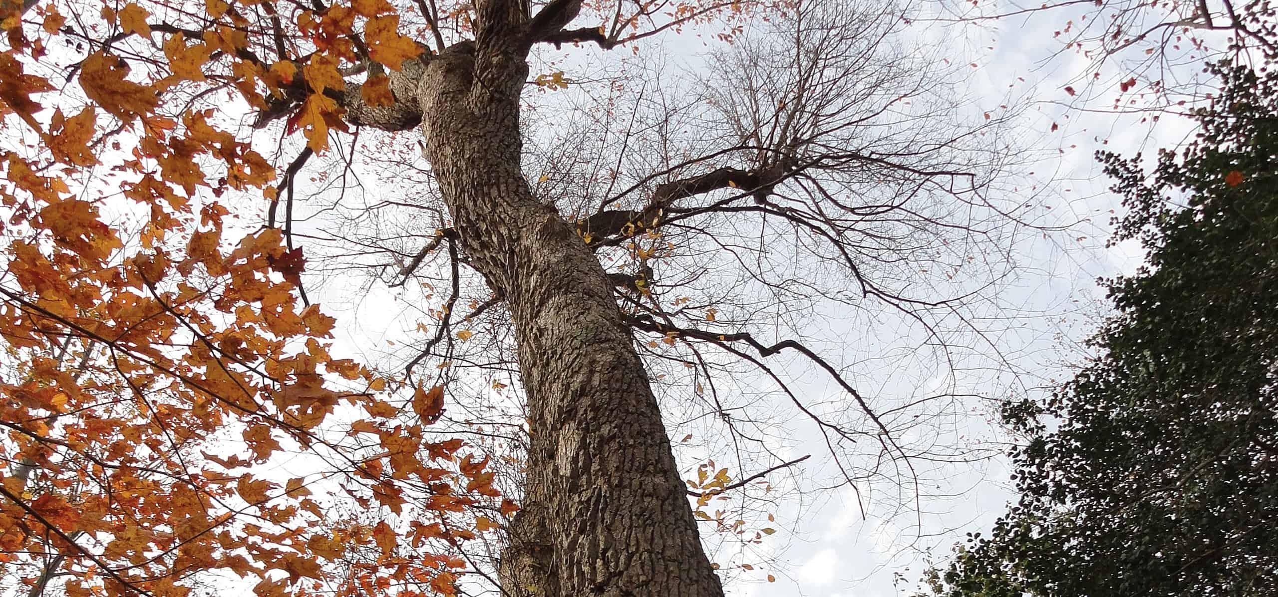 Photo taken from the ground looking upwards at the trunk of a maple tree with golden brown fall leaves.