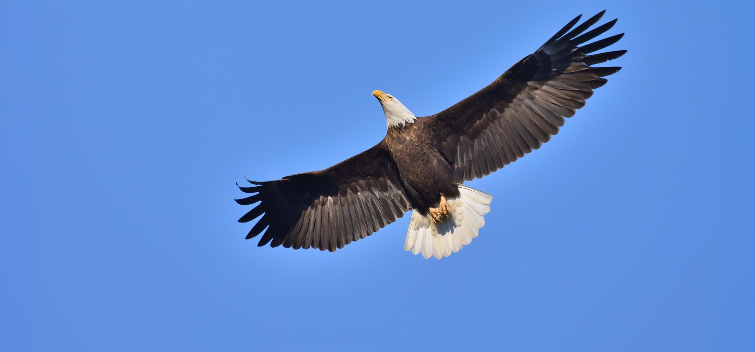 A Bald Eagle with wings outstretched soars across a blue sky