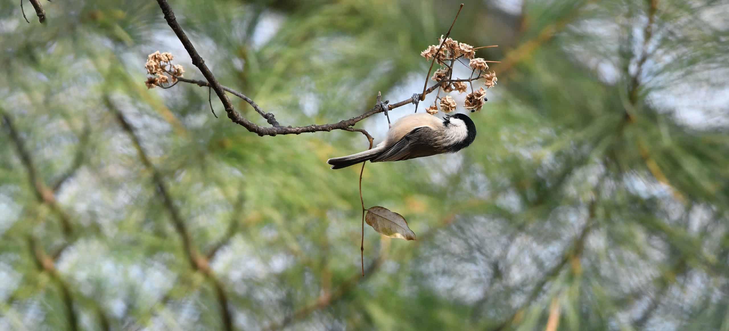 a black and white bird hangs upside down on a branch, eating the seedings from some dried flowers