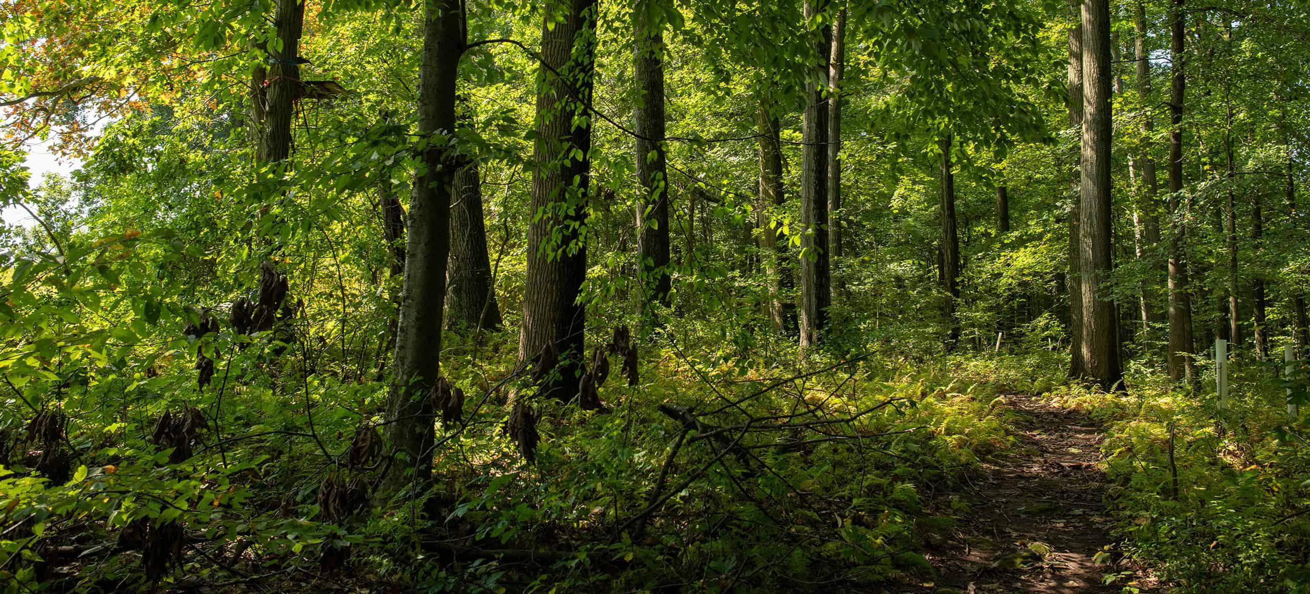 shaded trail in a densely forested area