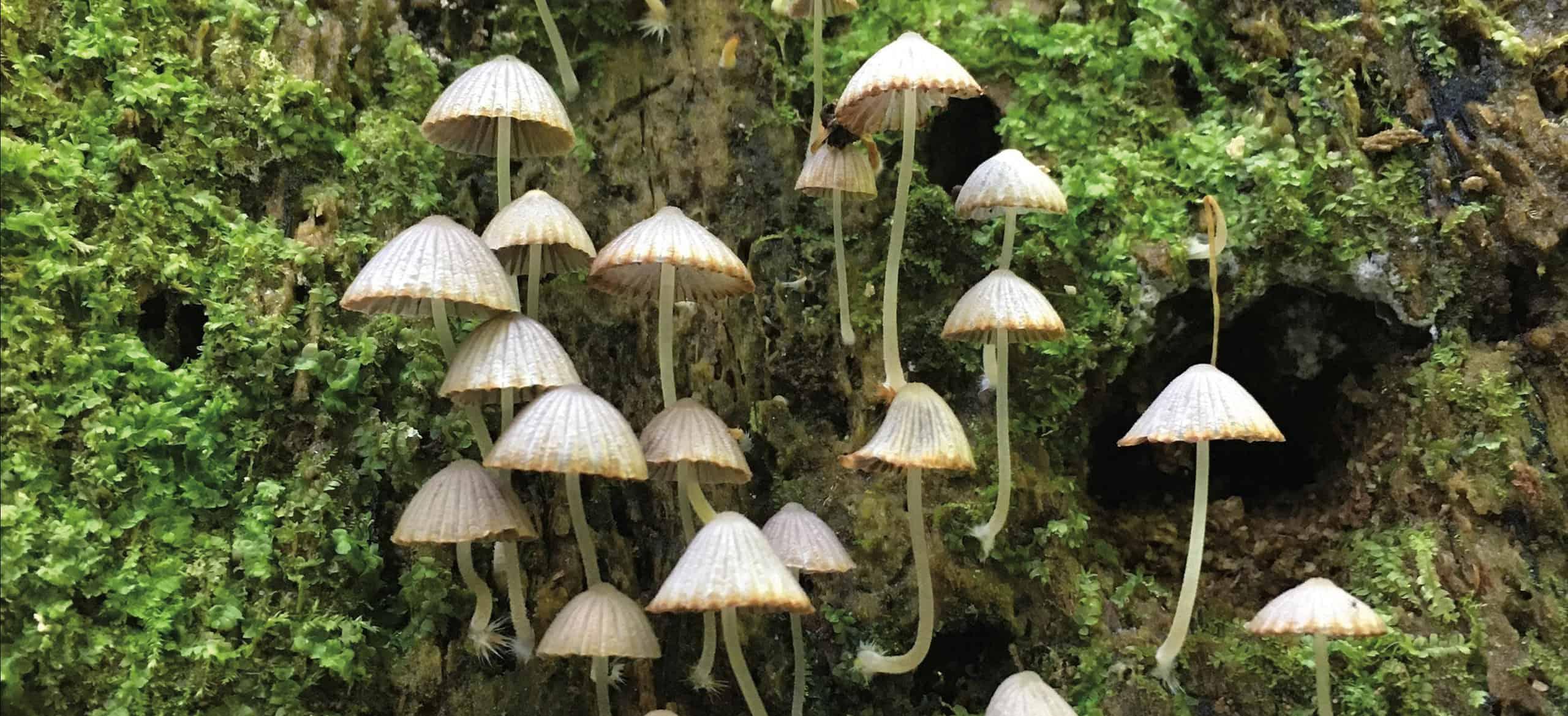 numerous delicate sand-colored mushrooms pointing upwards coming out of a mossy log