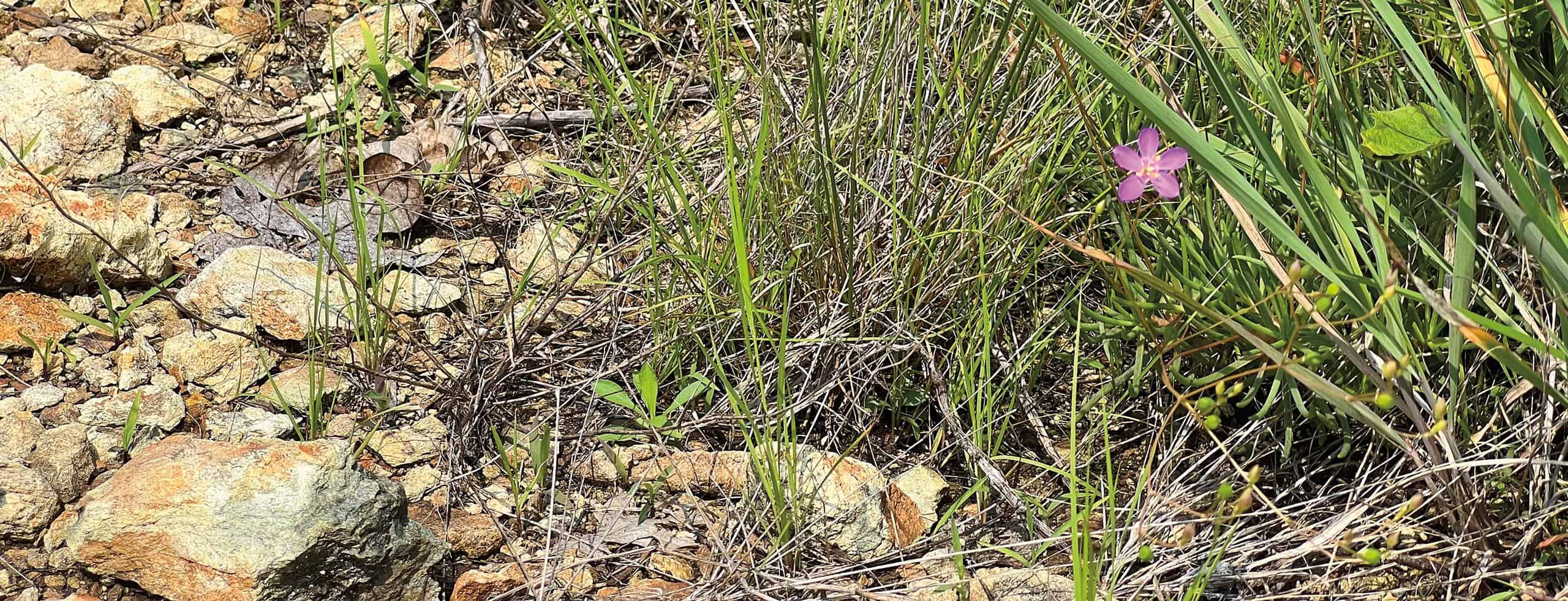 some grassy plants in a rocky scrubland environment