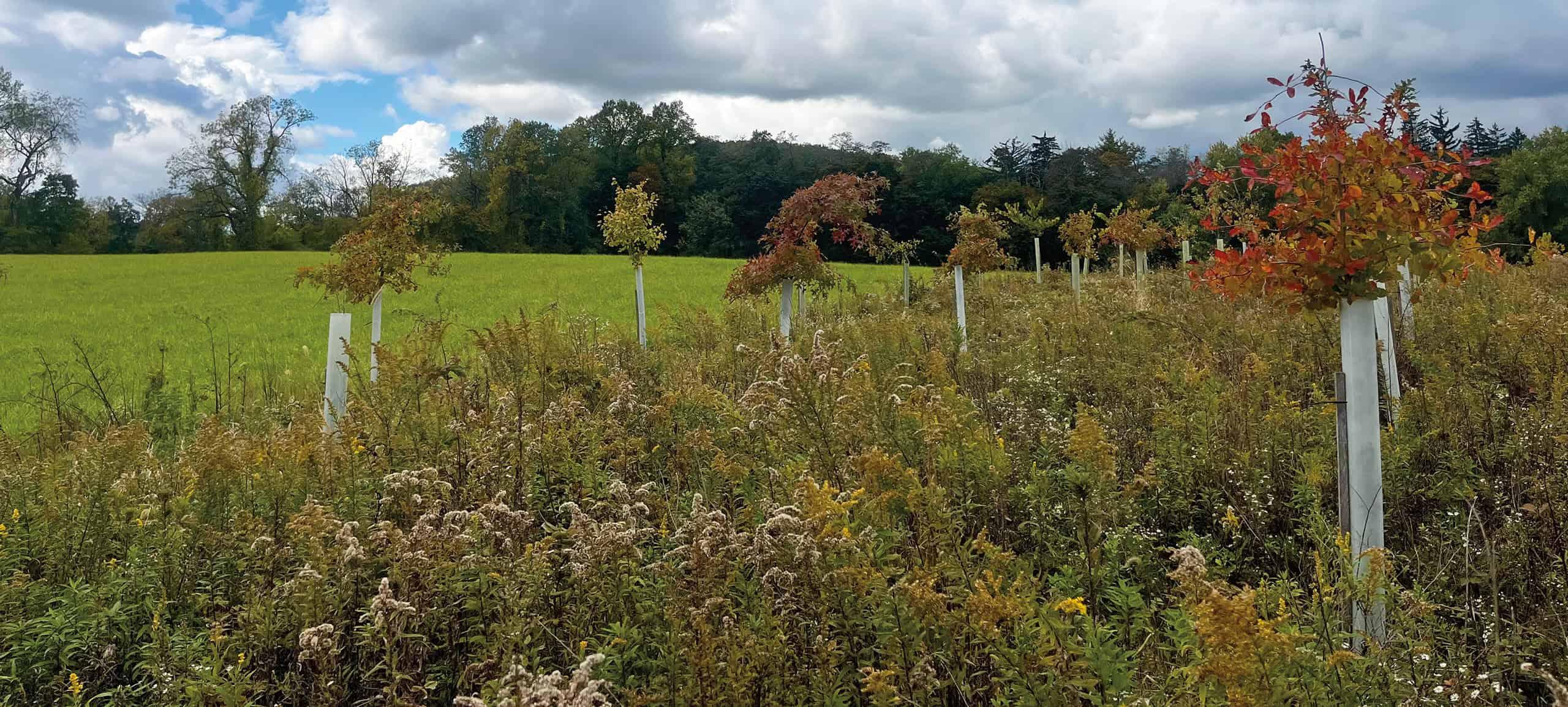 long rows of small trees with tree tubes on the trunks in a meadow