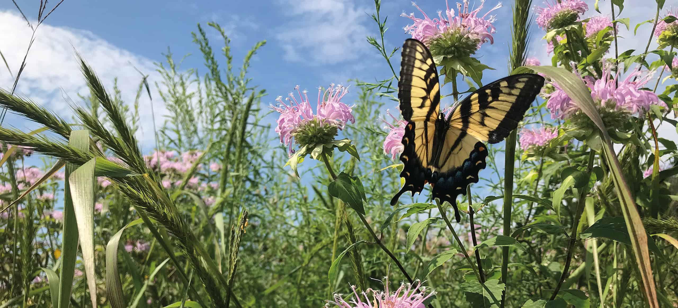 a bright yellow tiger swallowtail holding onto the pink flowers of a beebalm plant in a densely vegetated field