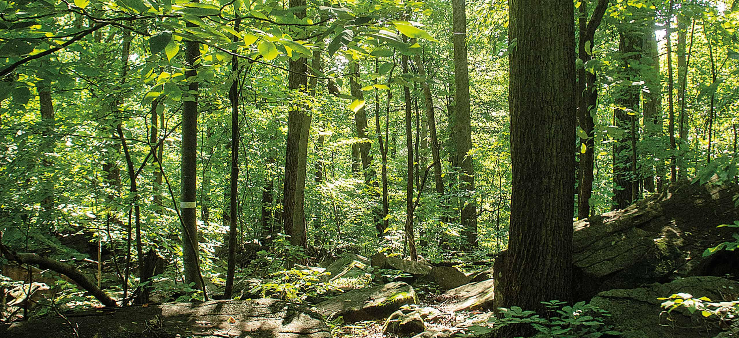 sunlit forest with large rocks in the foreground
