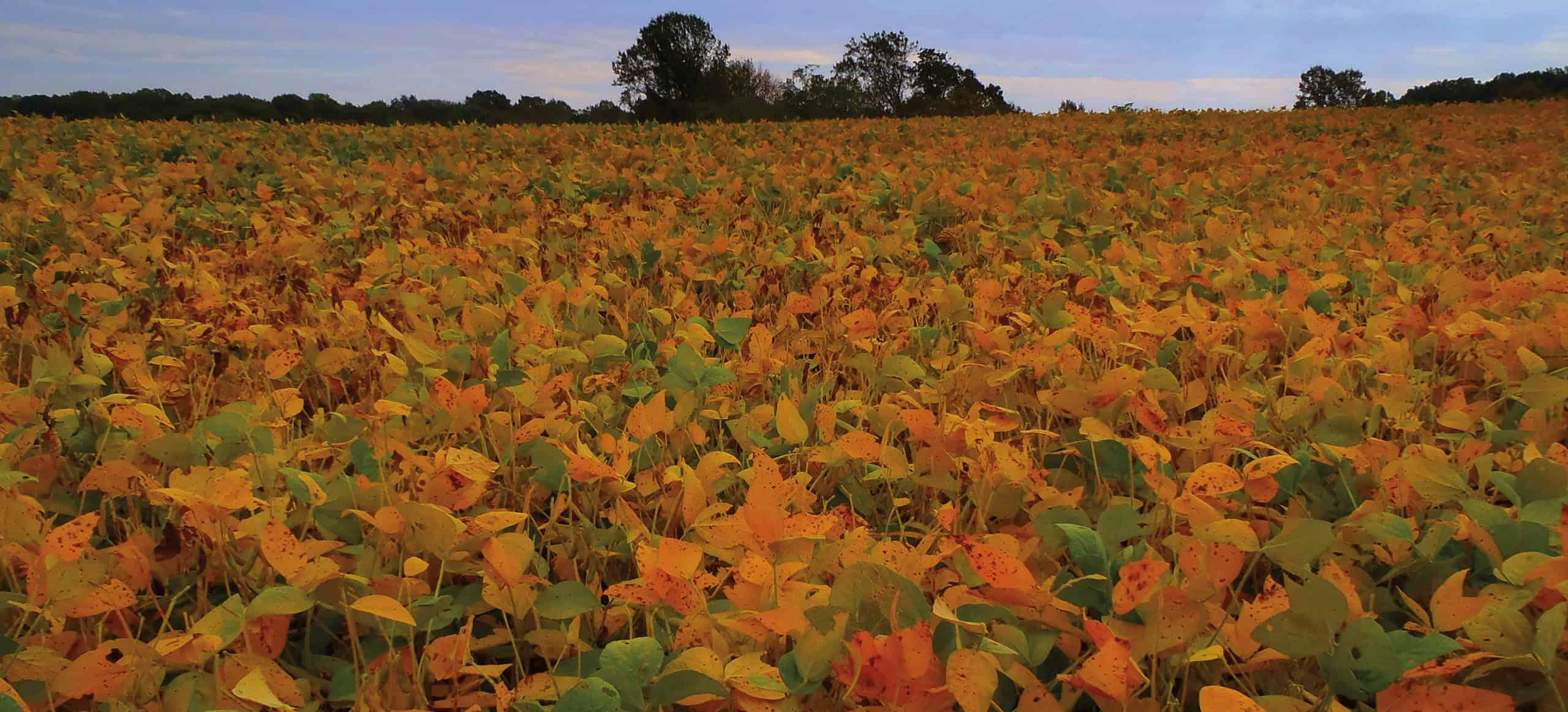 a field of orange and green soybean plants