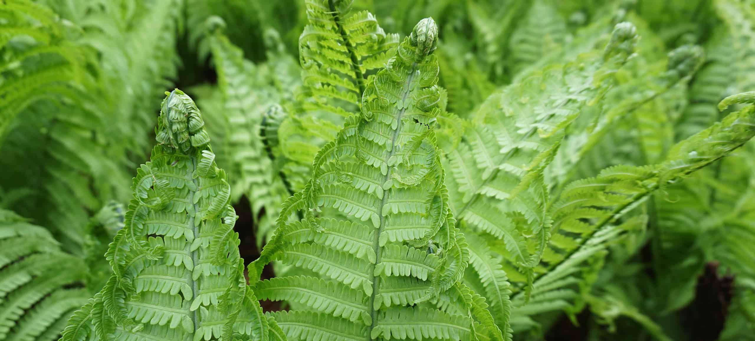 a closeup of fern leaves unfurling from their fronds