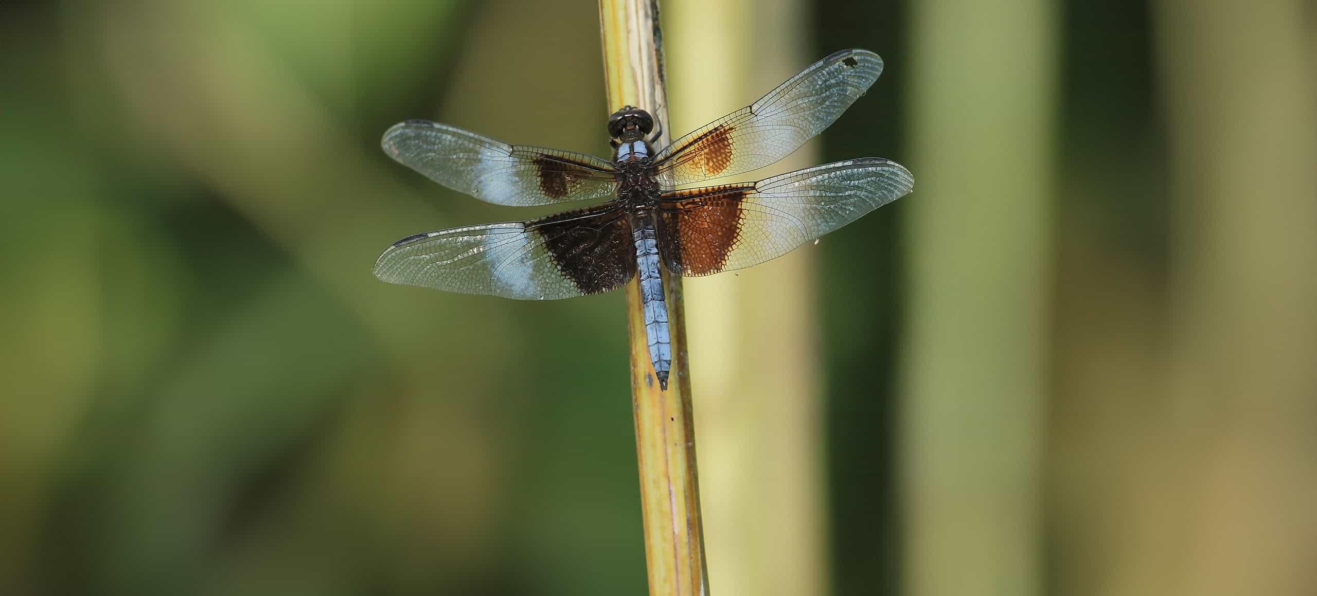 A dragonfly with outstretched wings perches on a wetland reed.