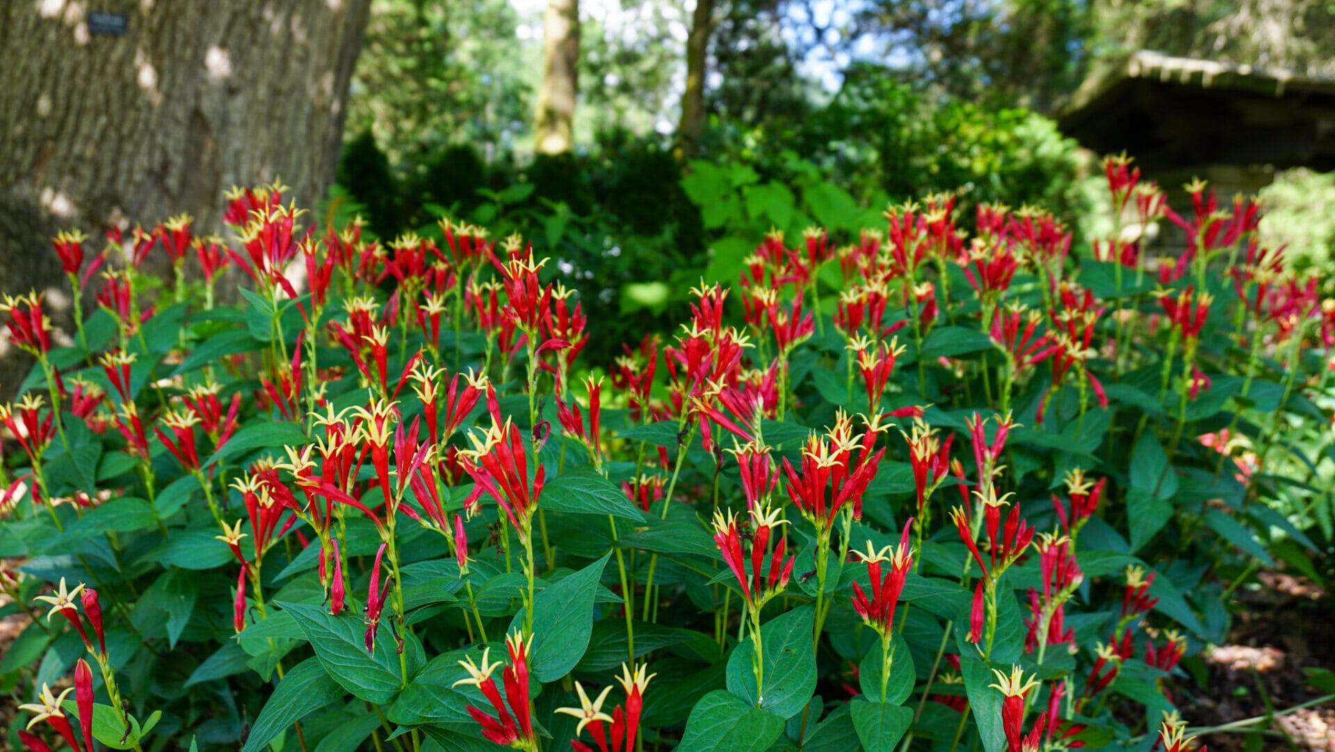 clusters of bright red flowers with yellow centers looking like mini fireworks coming out of green leaves