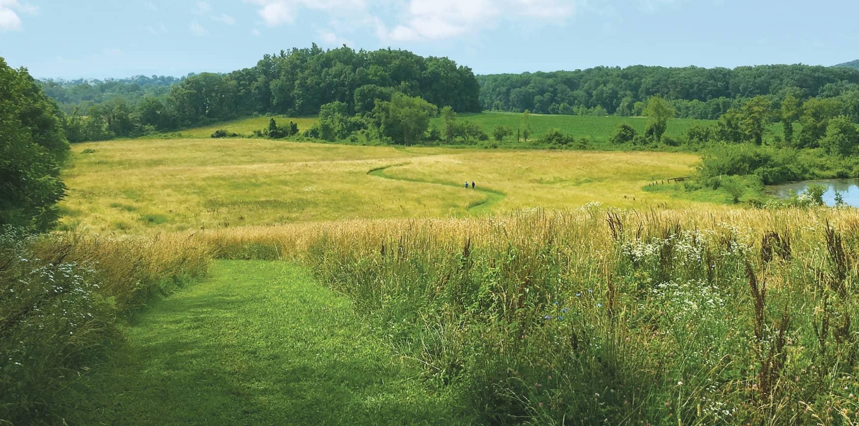 Photo of a trail winding through a meadow with woods in the background and blue skies above