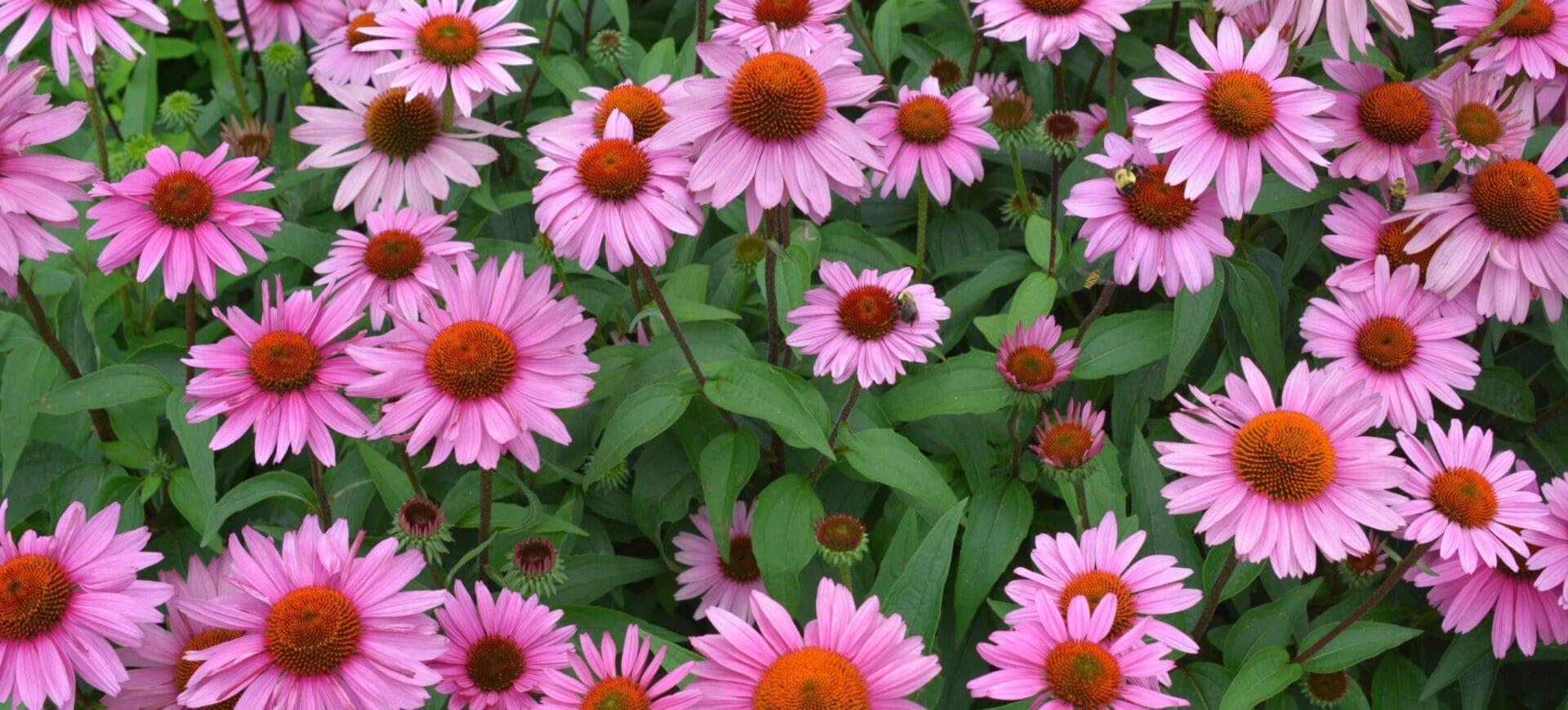 Close up image of purple coneflower in bloom