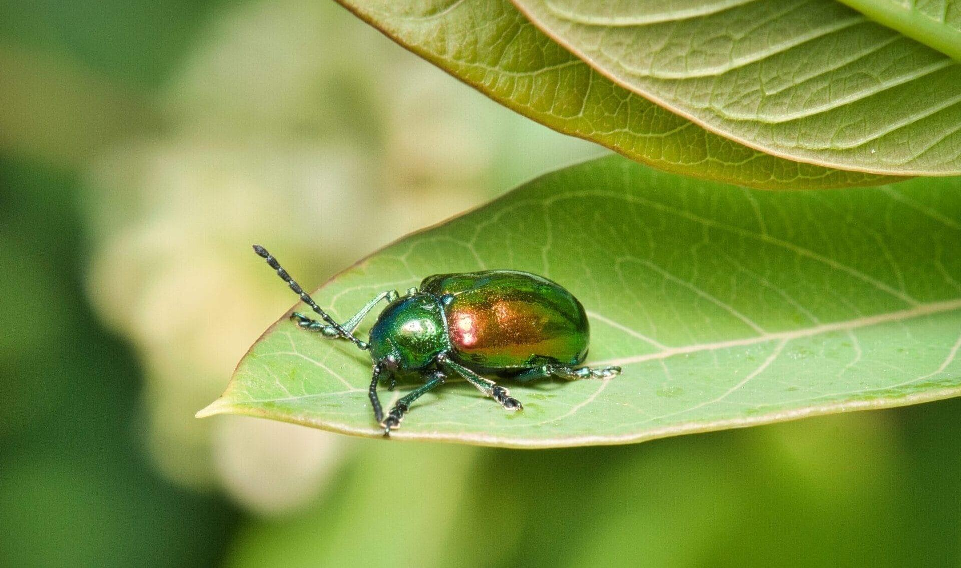 a shiny, metallic green beetle on a green leaf