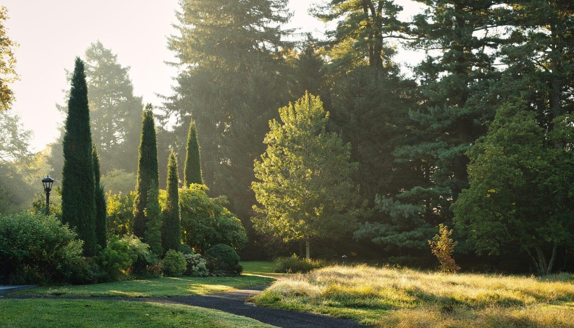 light shining through green trees and shrubs along a pathway