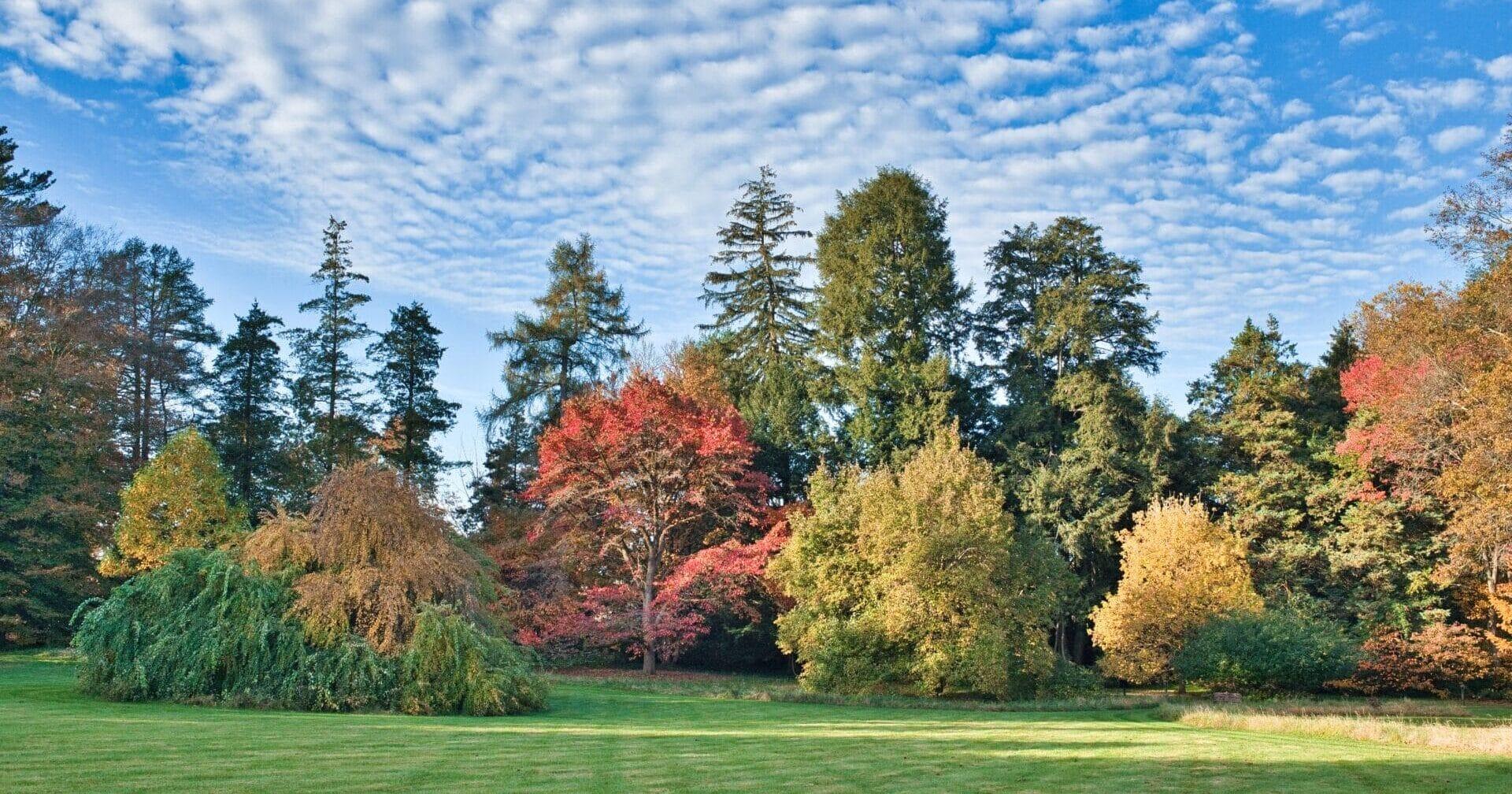 line of trees with multicolored foliage with a sky full of puffy clouds