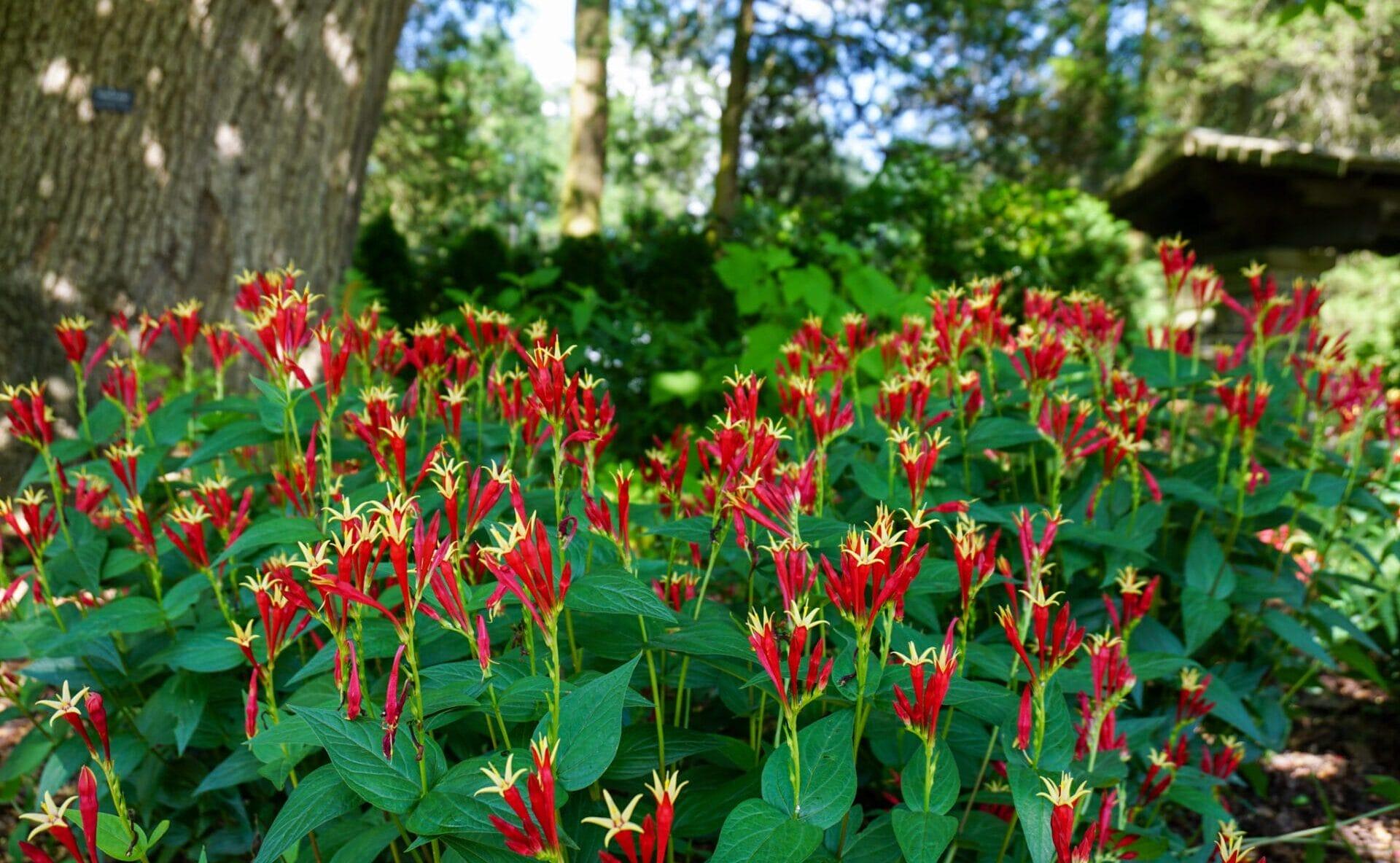 clusters of bright red flowers with yellow centers looking like mini fireworks coming out of green leaves