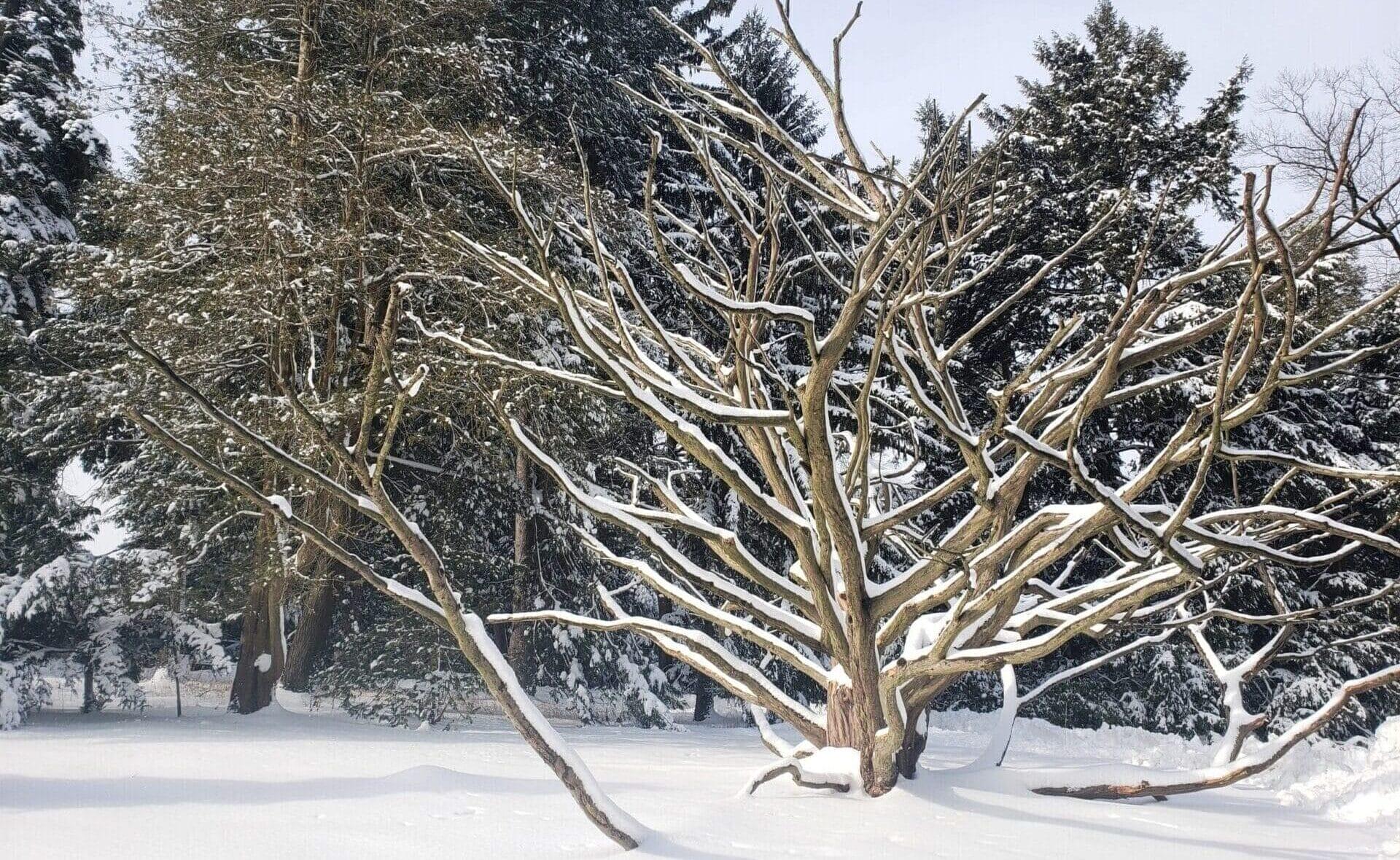 a dead tree with snow on the branches