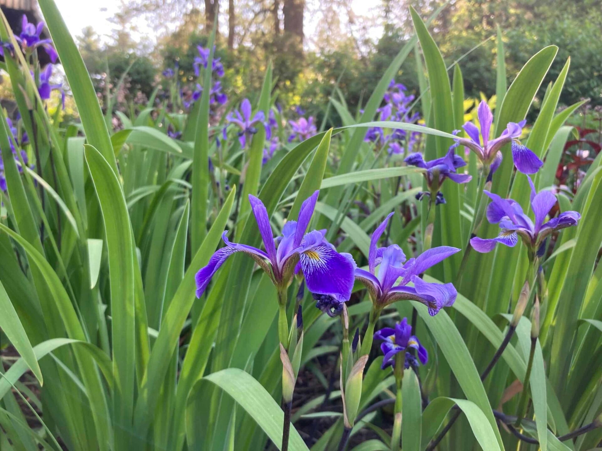 spikey green foliage and purple blooms of iris plants