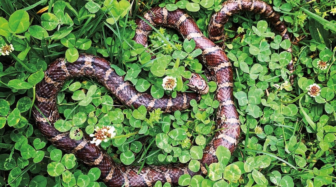 rust colored snake with concentric bands of muted yellow and black sitting in a patch of clover