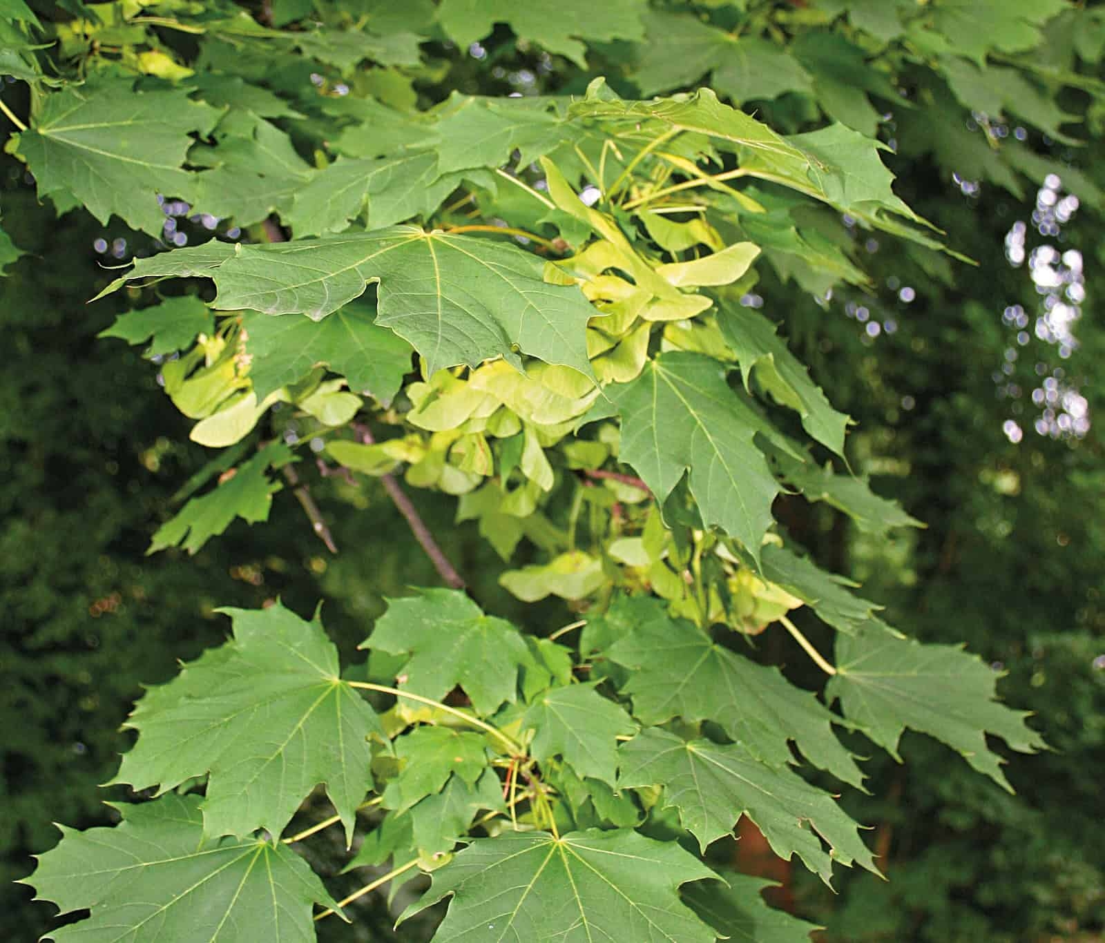 The vibrant green leaves and chartreuse green seed pods of a maple tree