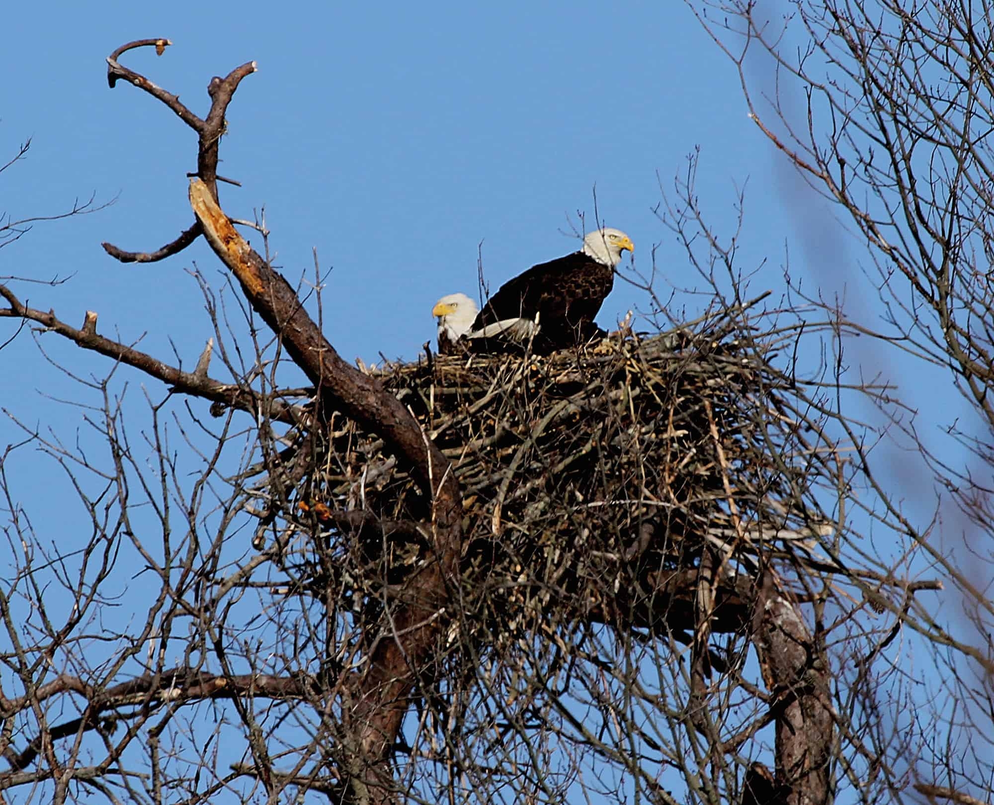 two bald eagles sitting on top of a nest in a tree