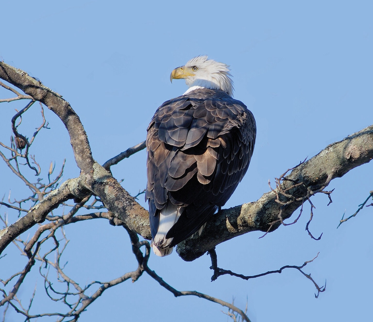 An eagle perched on a branch against the sky