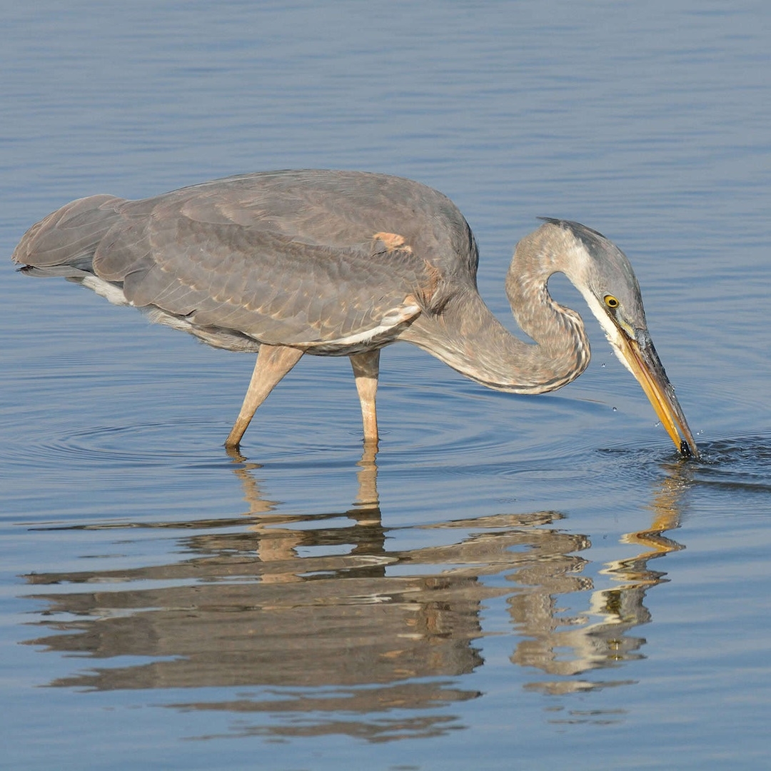 a great blue heron knee-deep in a body of water with its beak piercing the surface of the water