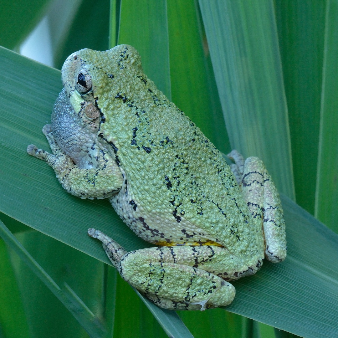 light green colored frog atop reed leaves