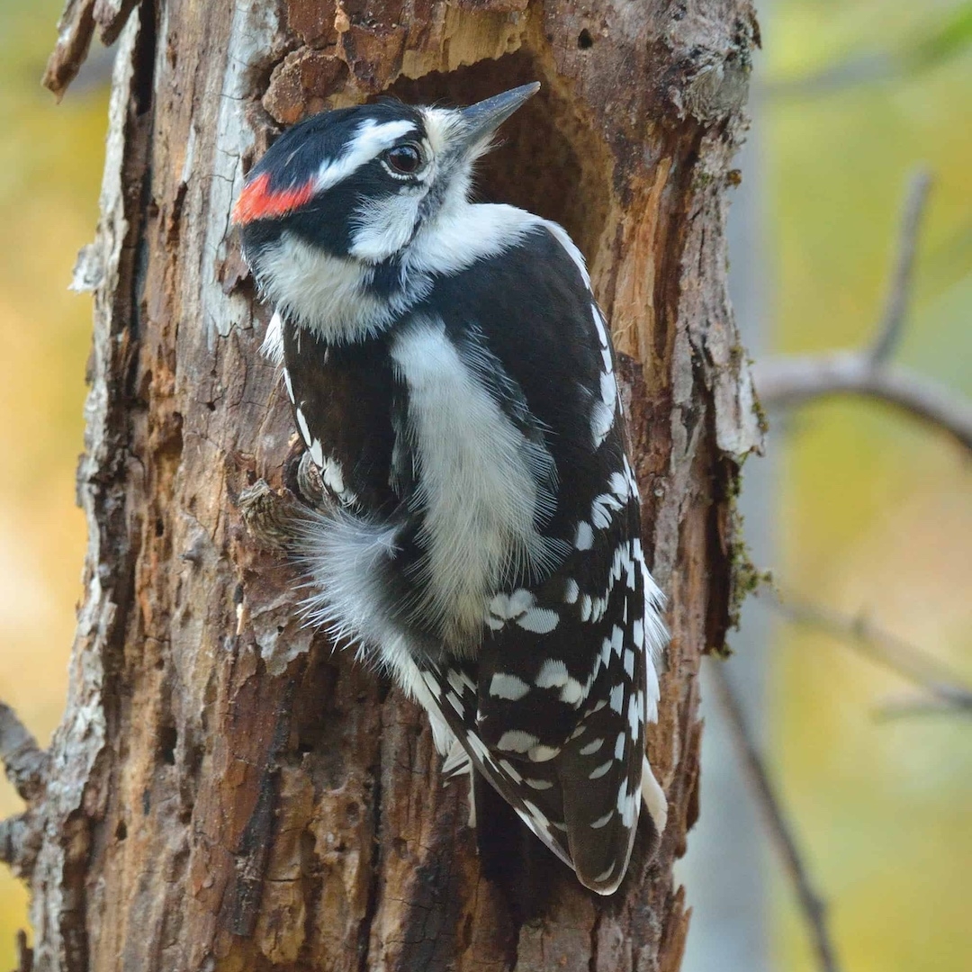Close up photo of a black and white Downy Woodpecker on a hollow tree trunk in autumn.